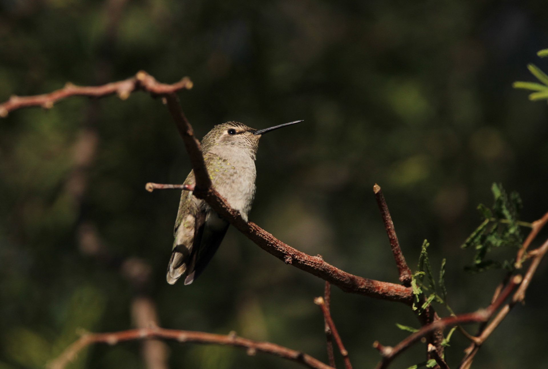 Anna's Hummingbird