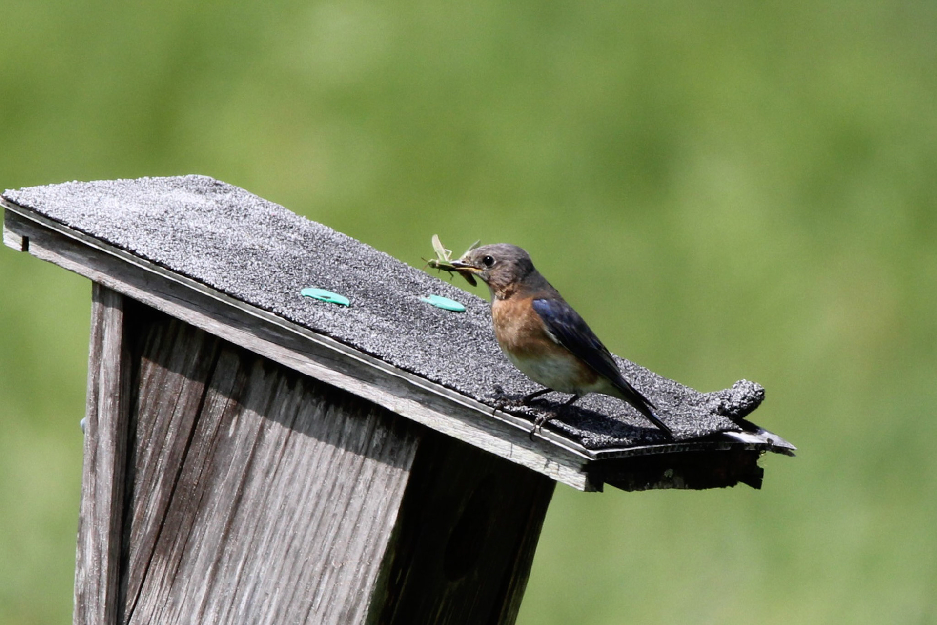 Eastern Bluebird