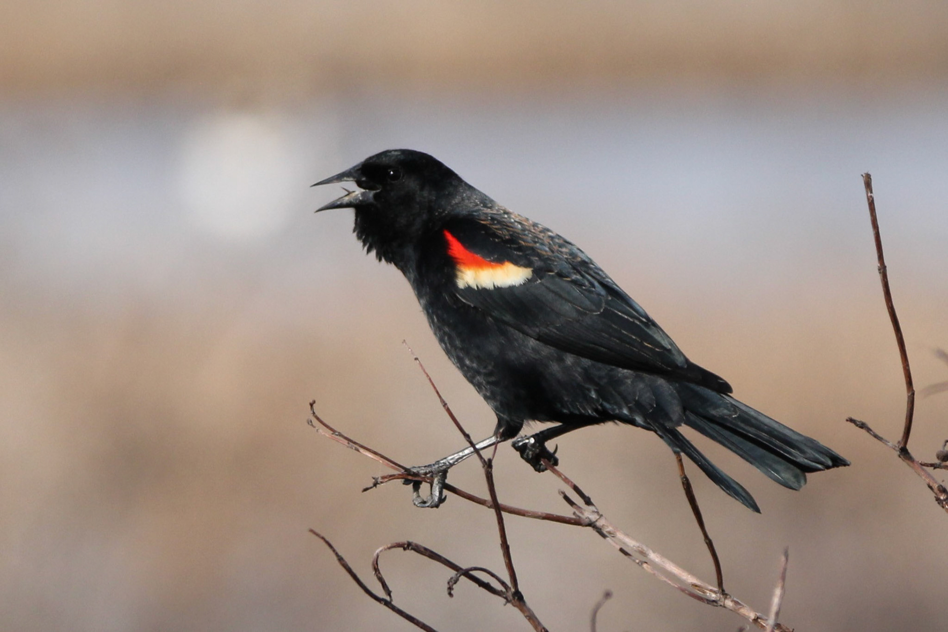 Red-winged Blackbird
