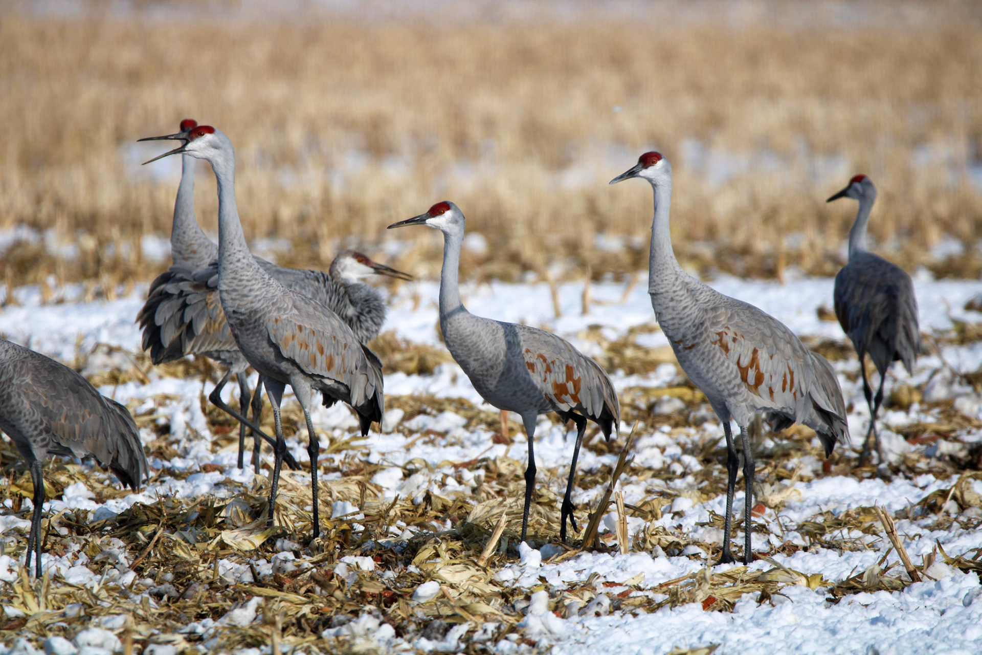 Sandhill Cranes