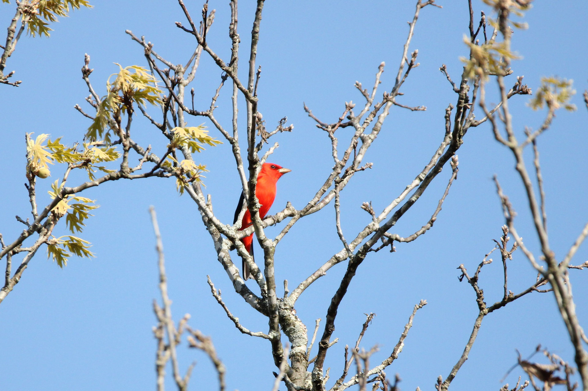 Scarlet Tanager