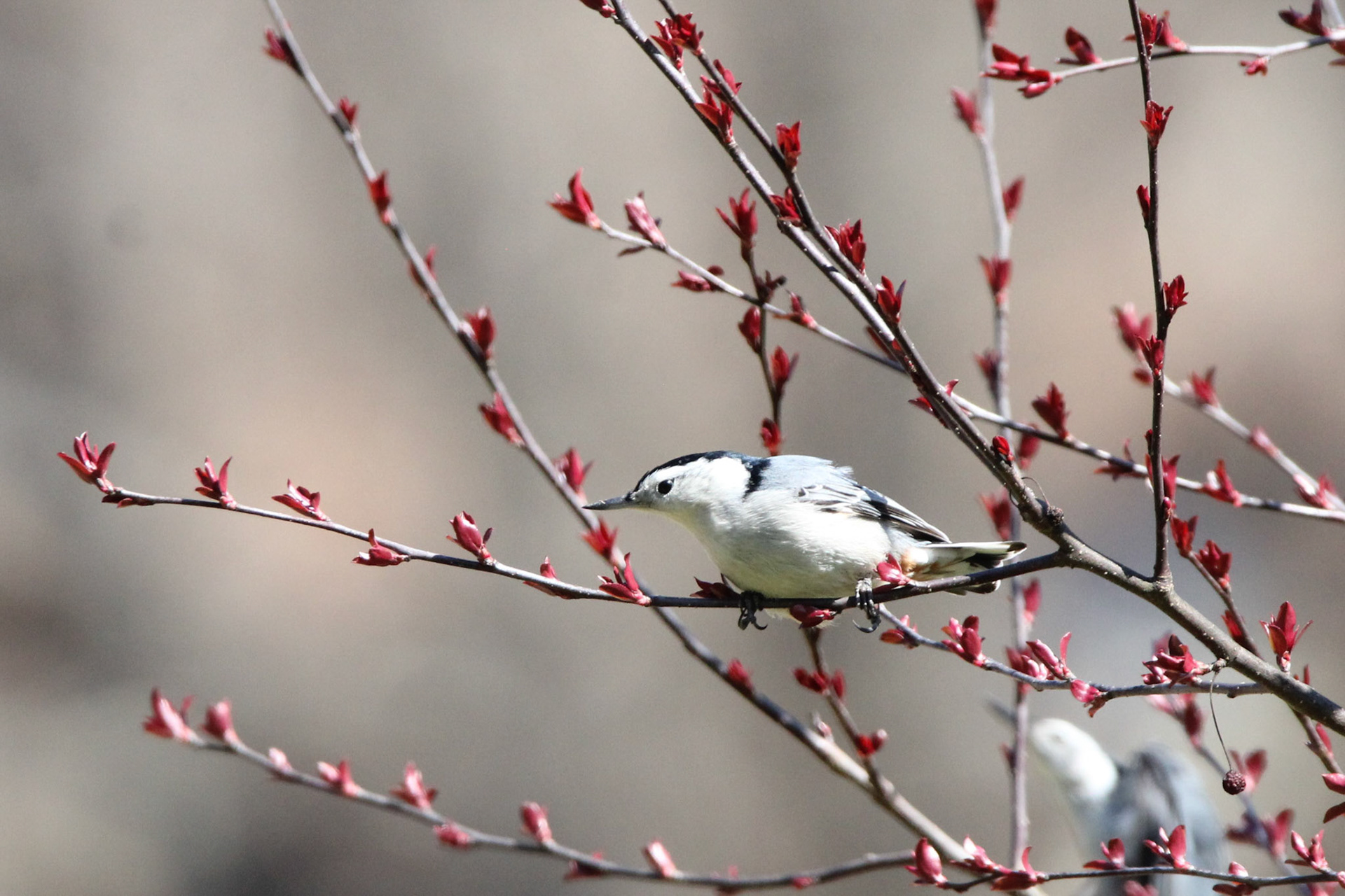 White-breasted Nuthatch