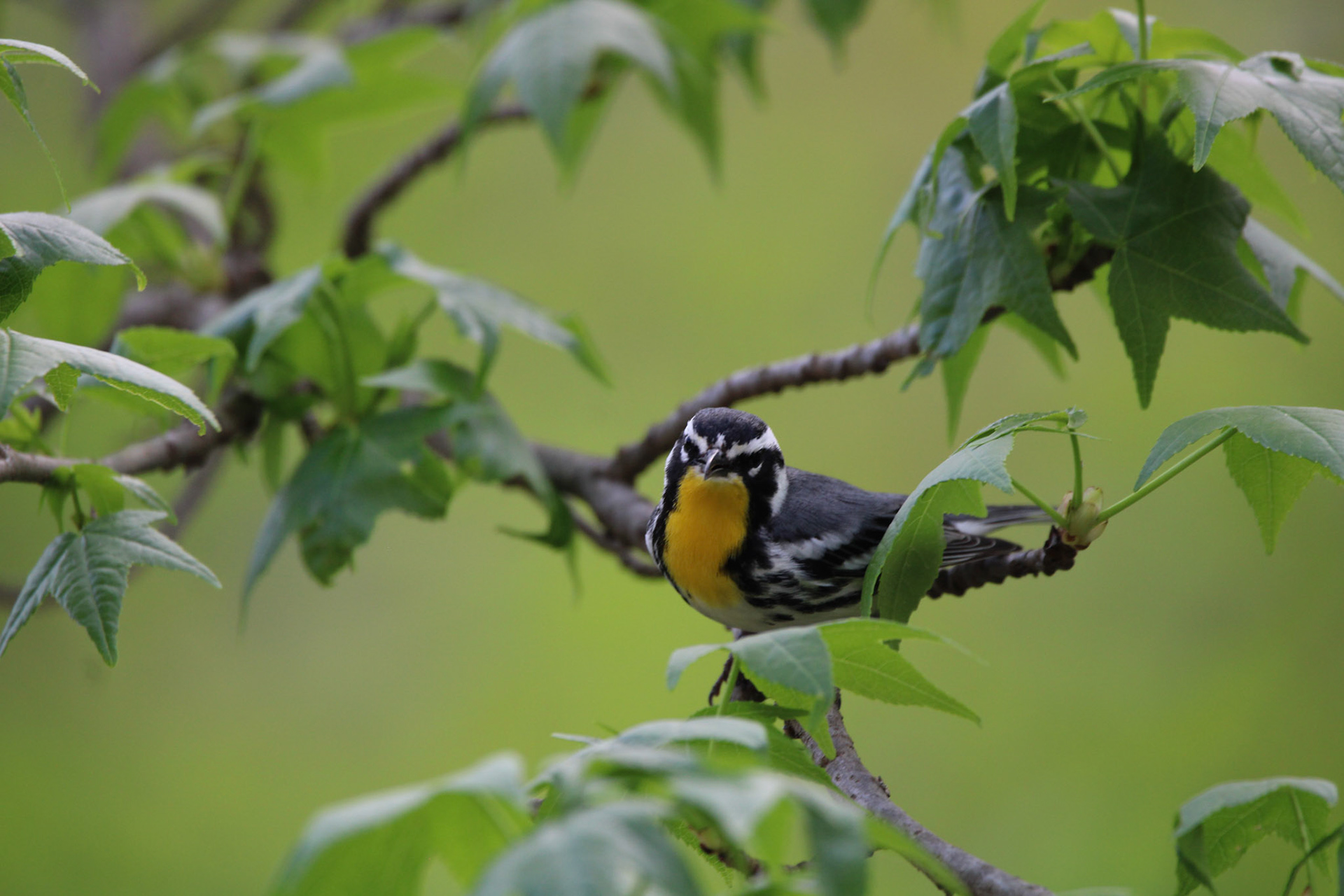 Yellow-throated Warbler