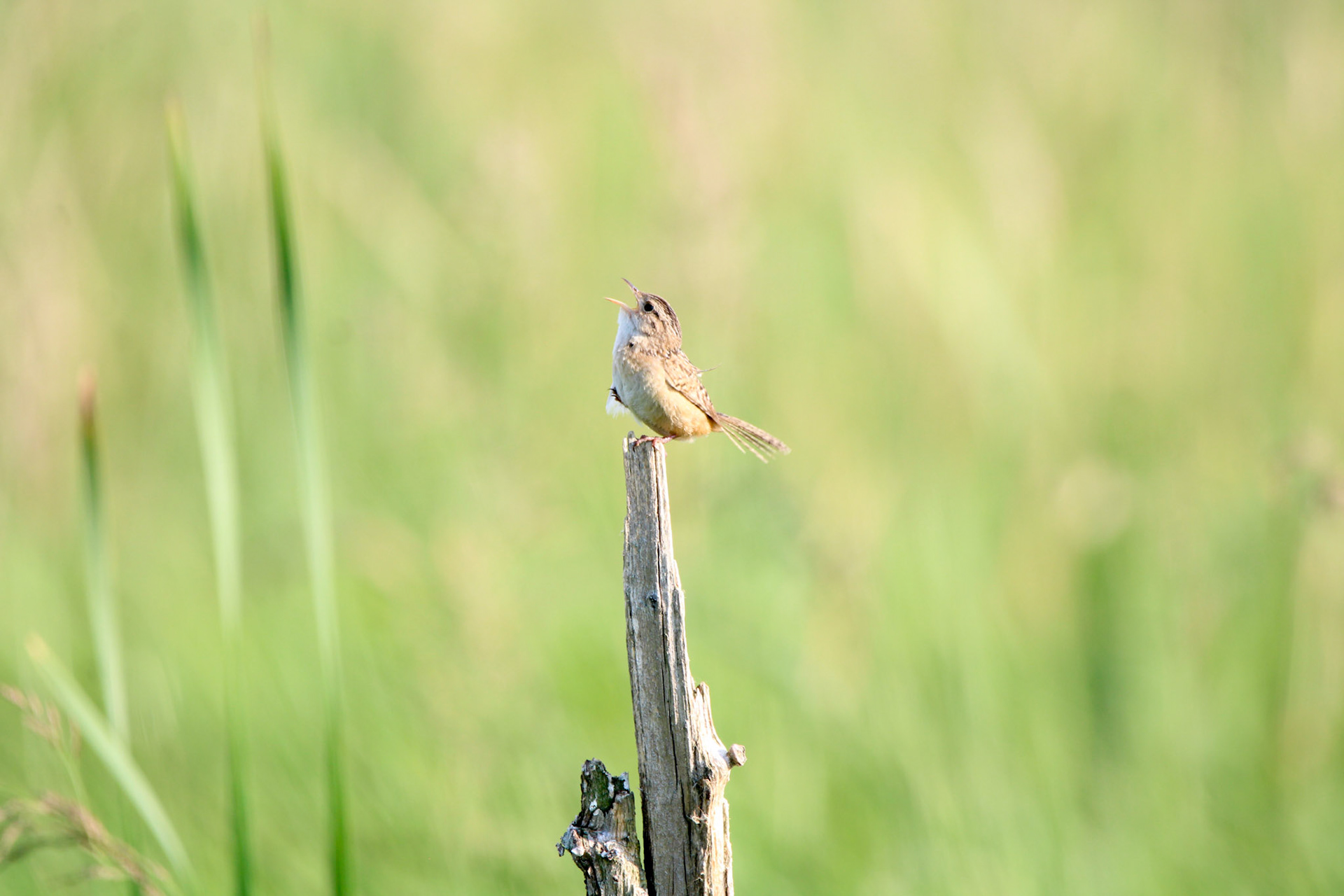 Sedge Wren