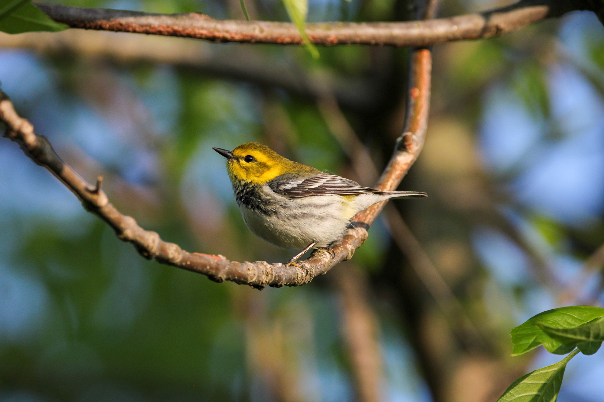 Black-throated Green Warbler (F)