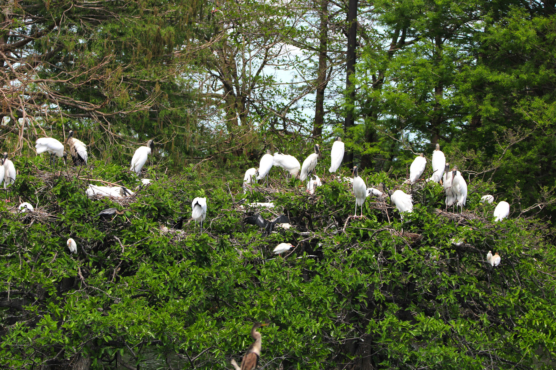 Rookery - Wakodahatchee Wetlands