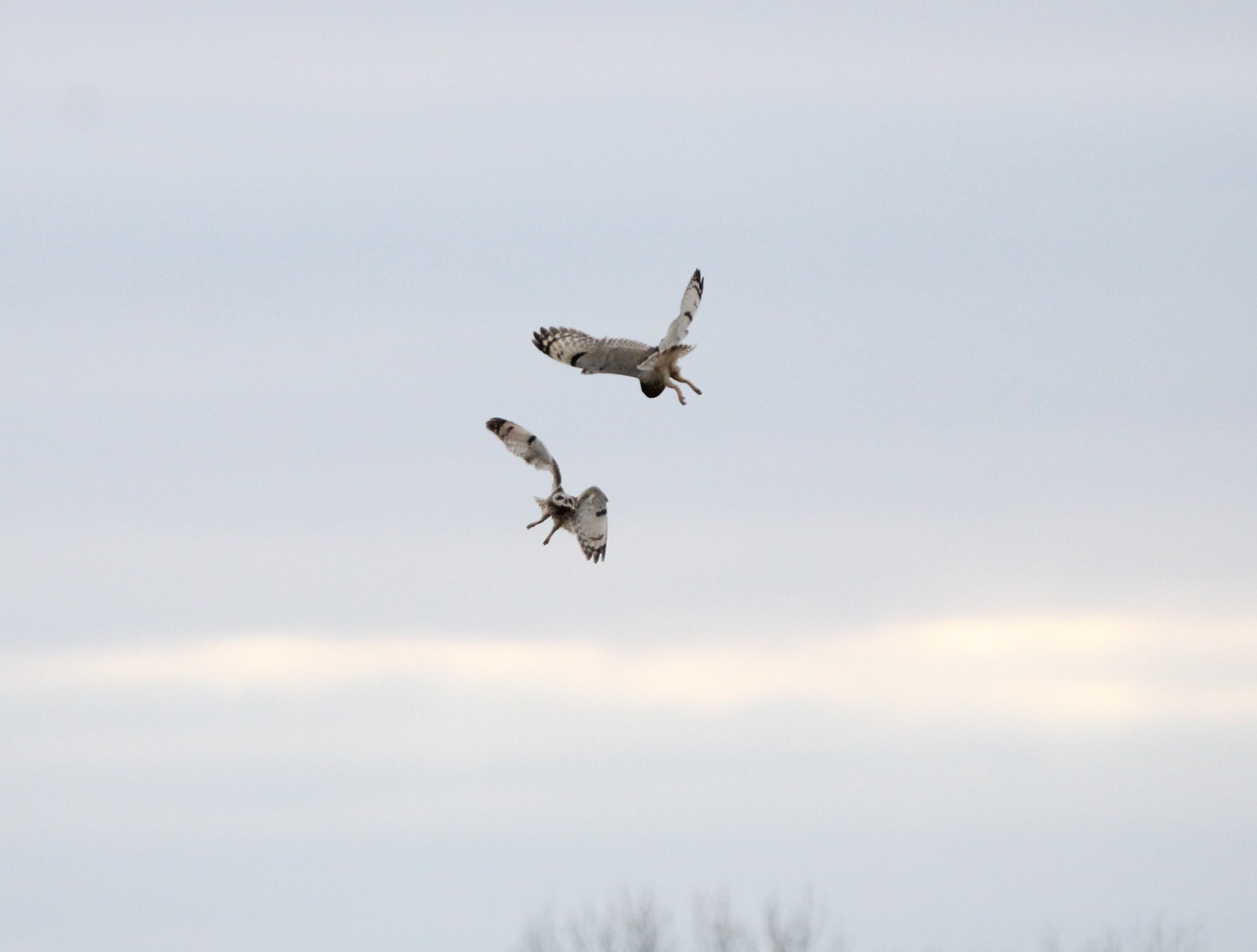 Short-eared Owls