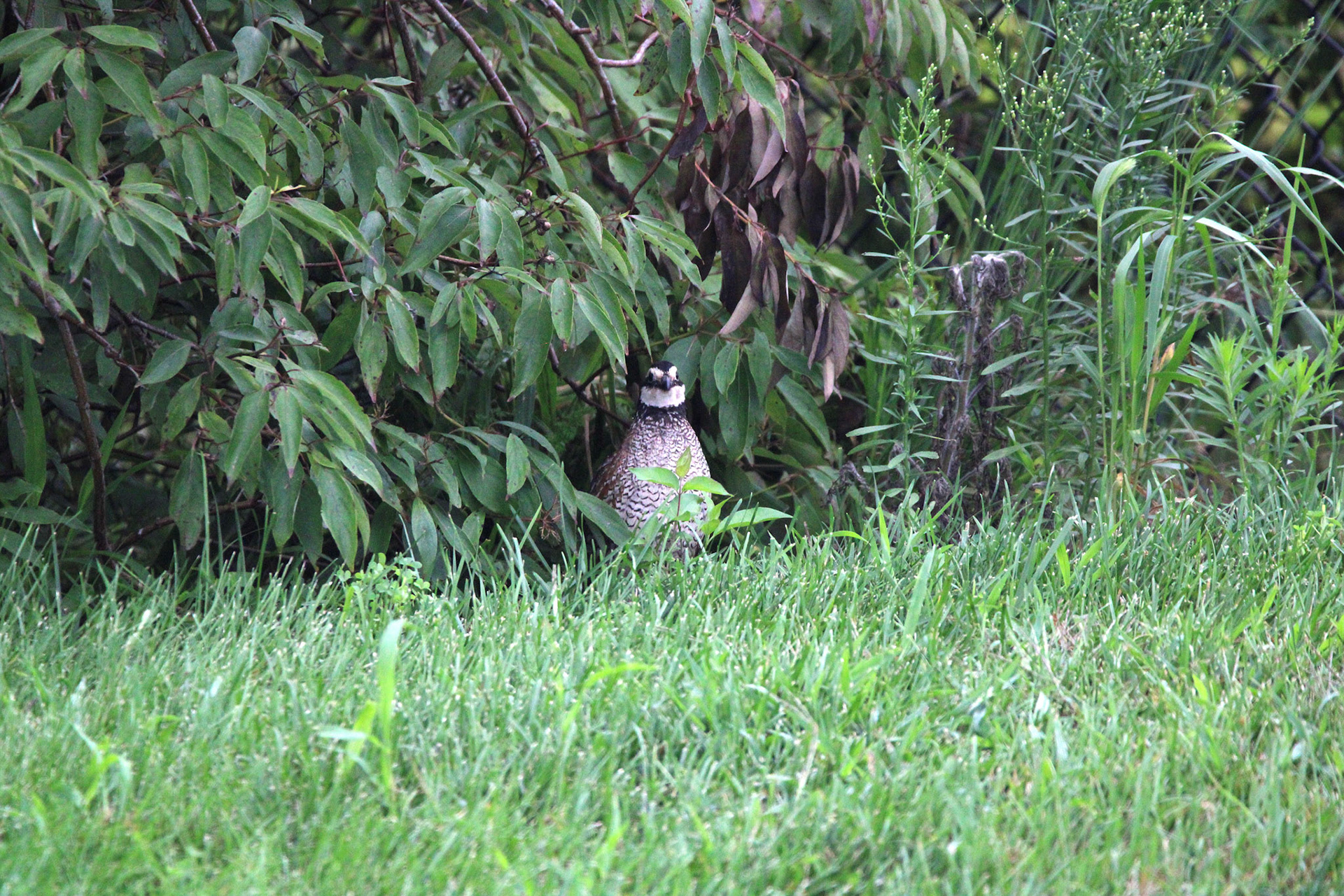 Northern Bobwhite Quail