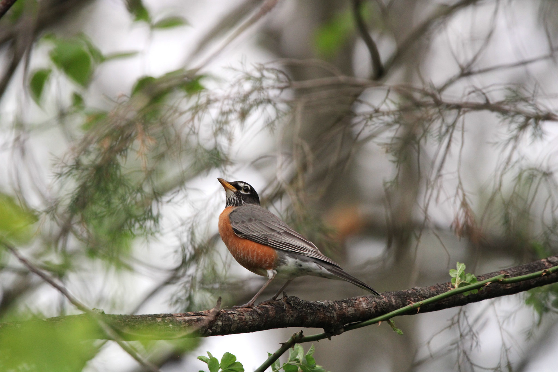 American Robin