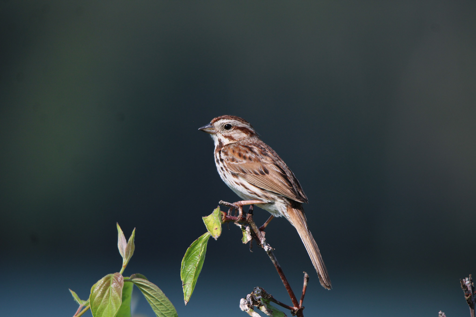 Song Sparrow - Sterling State Park