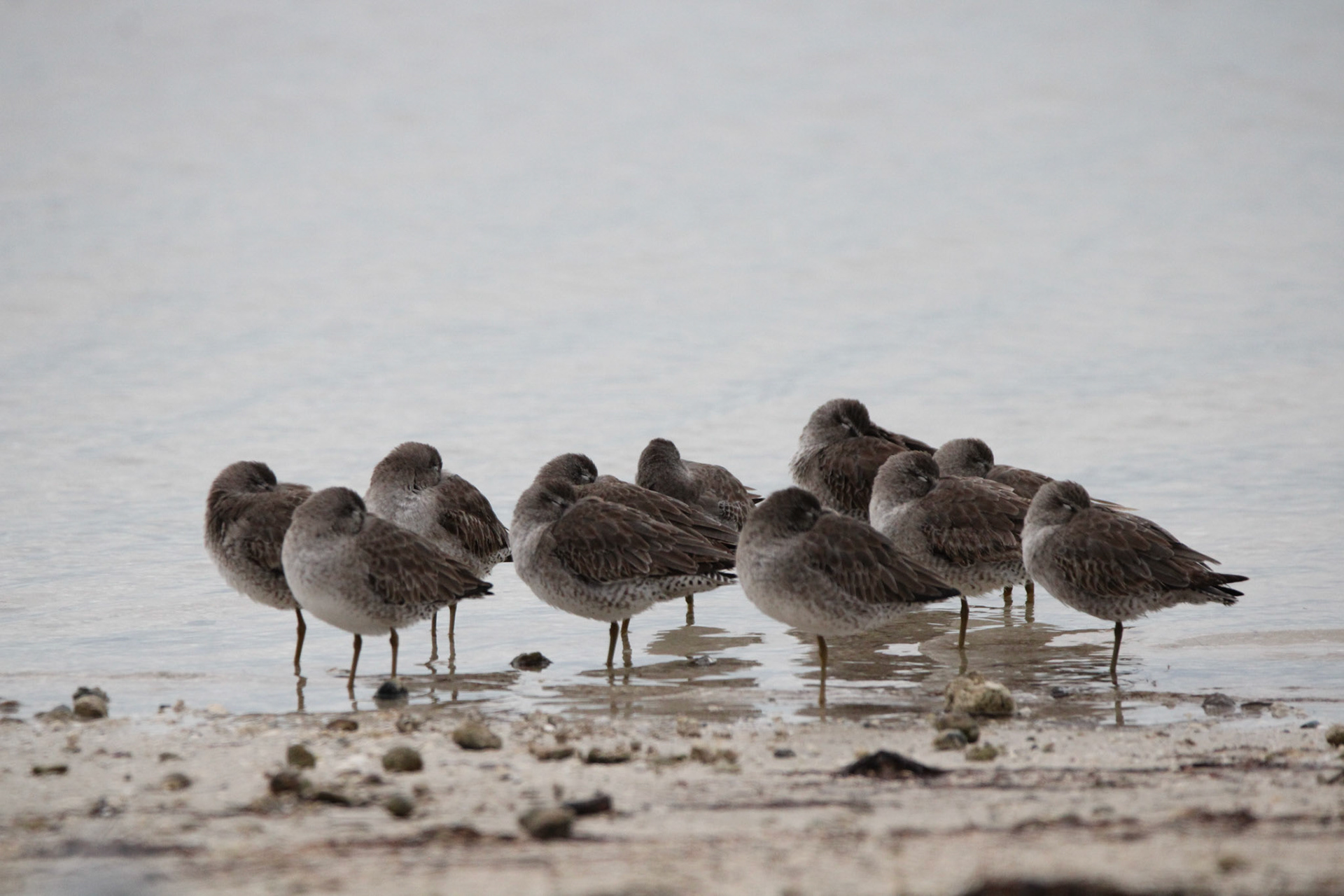 Short-billed Dowitcher
