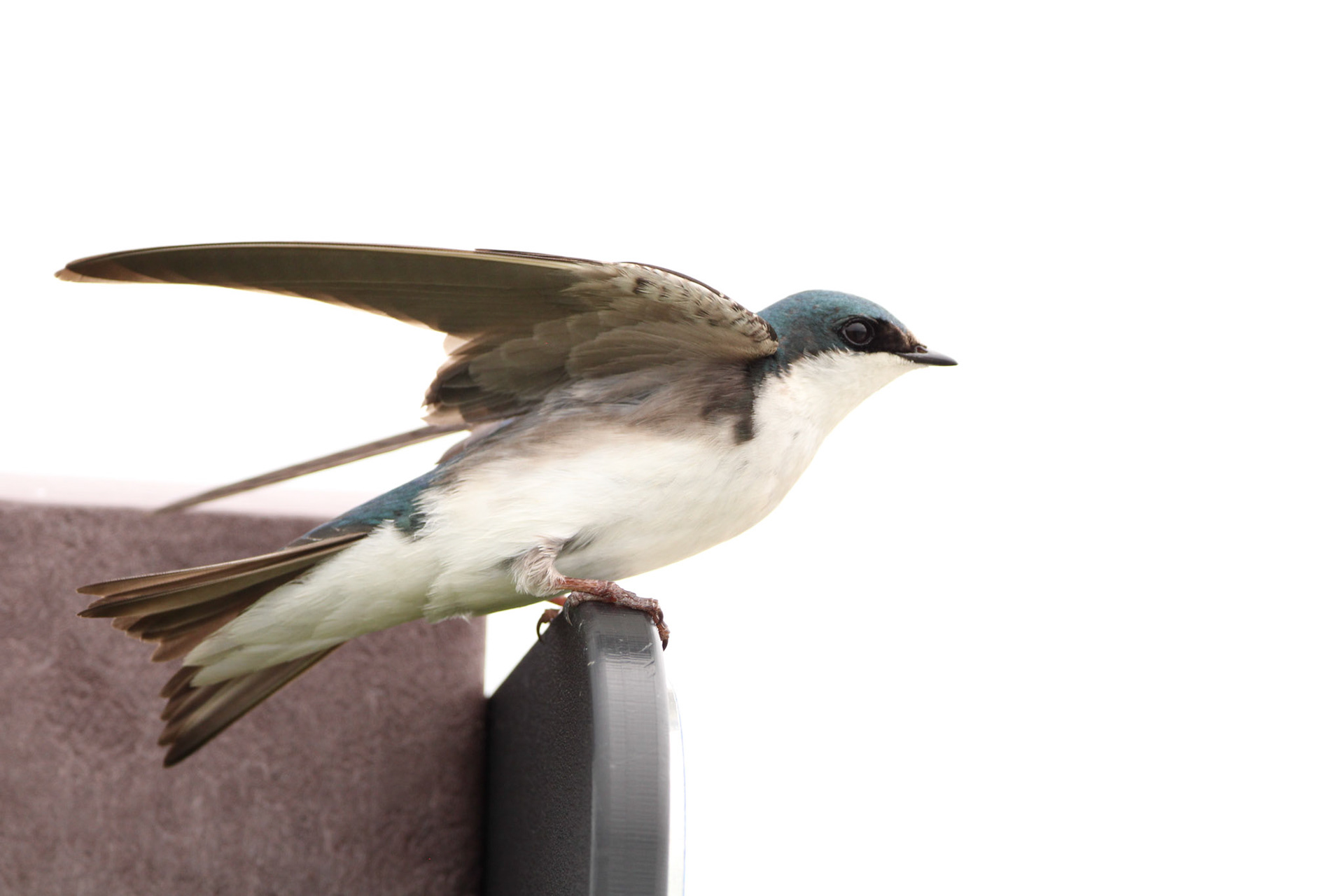 Tree Swallow