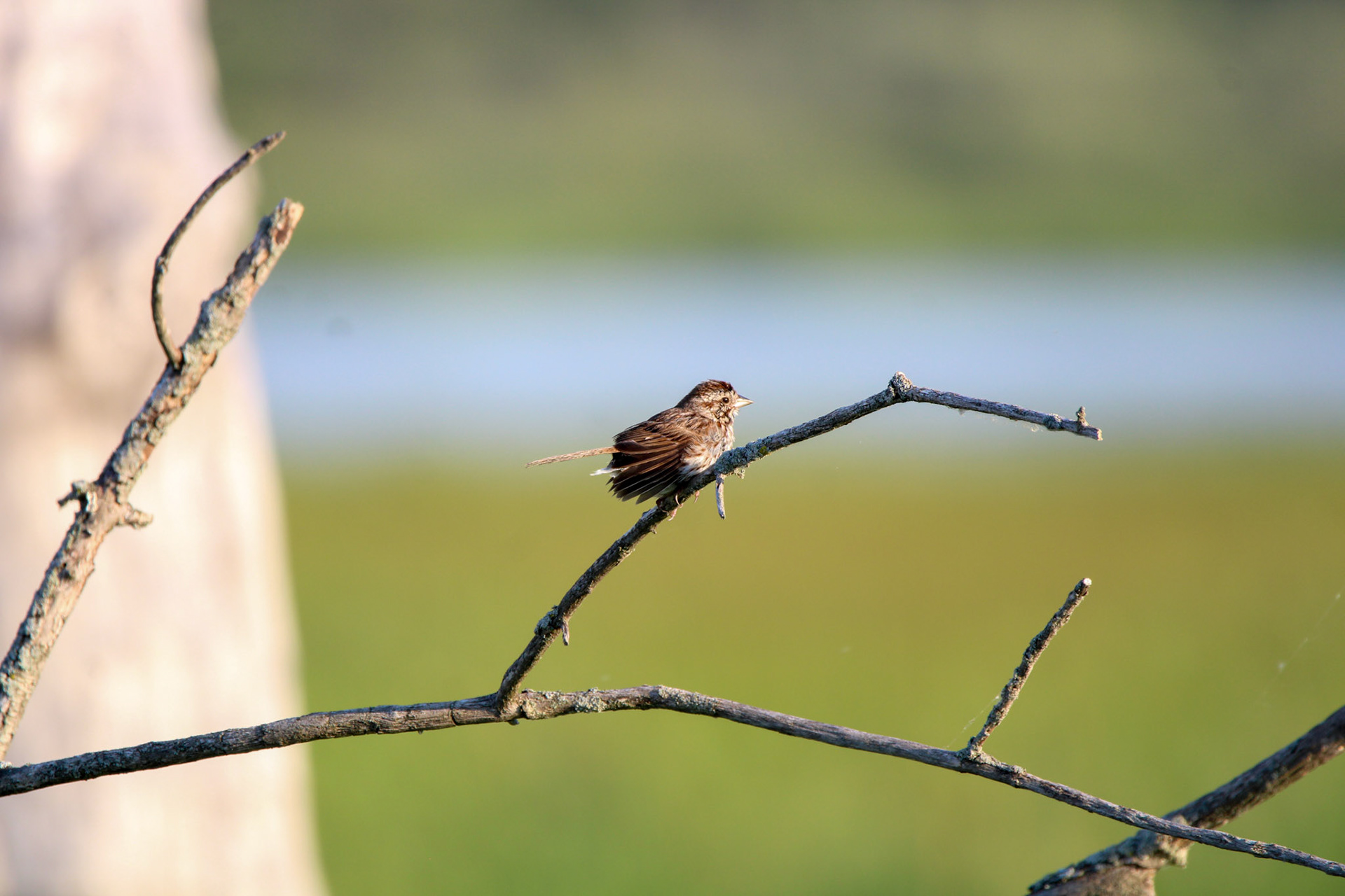 Song Sparrow