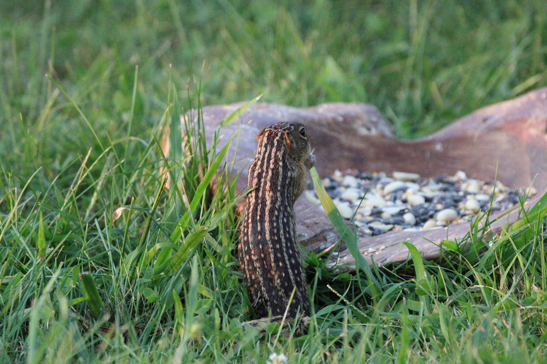 13-lined Ground Squirrel