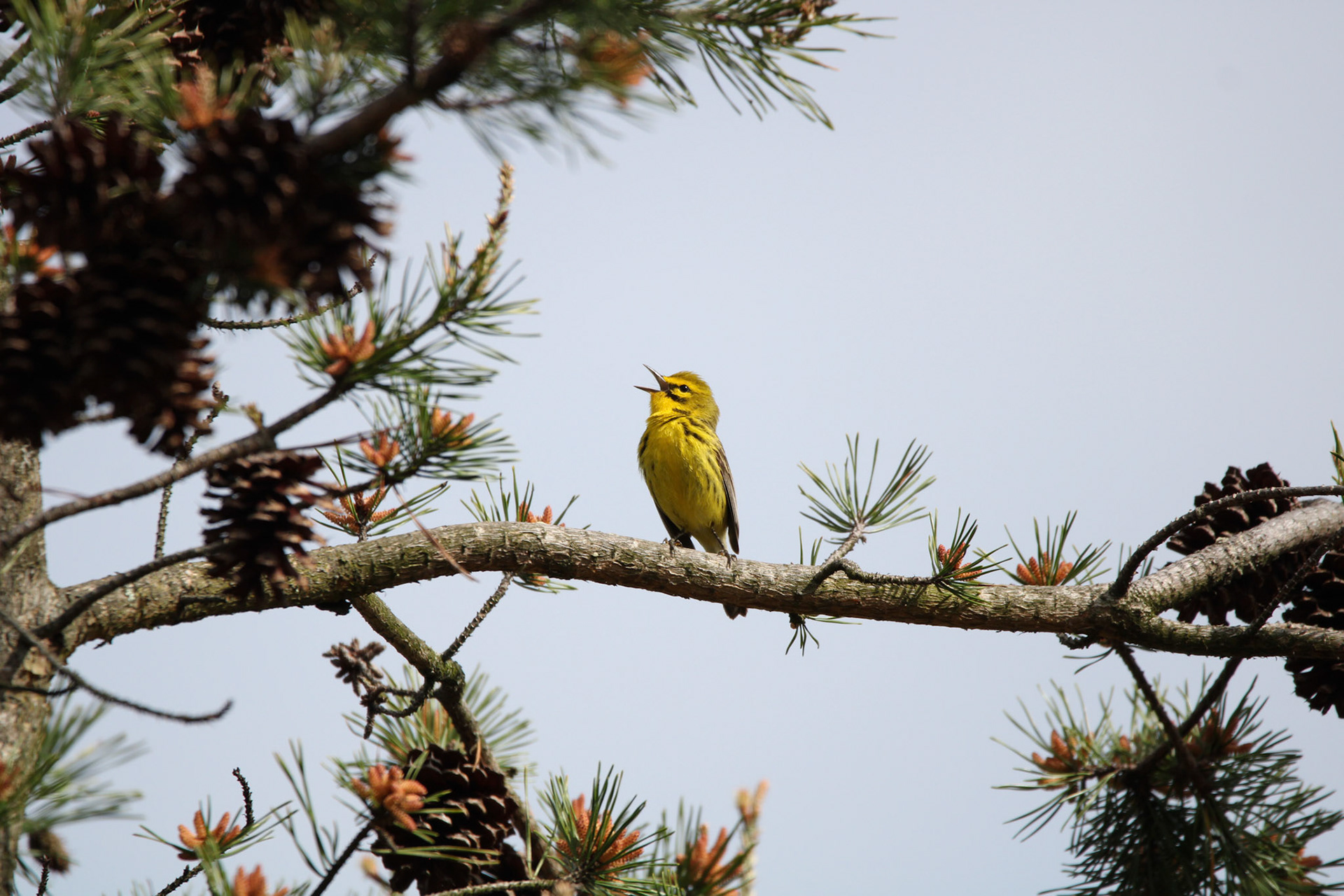 Prairie Warbler