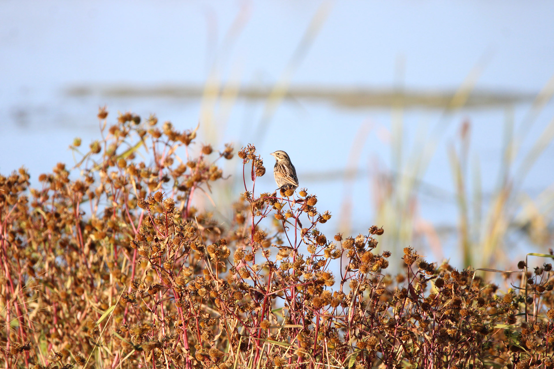 Song Sparrow