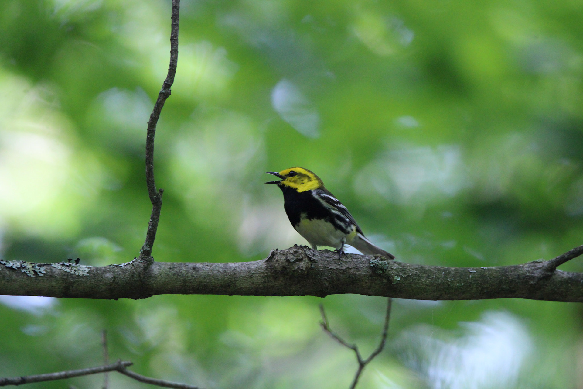 Black-throated Green Warbler