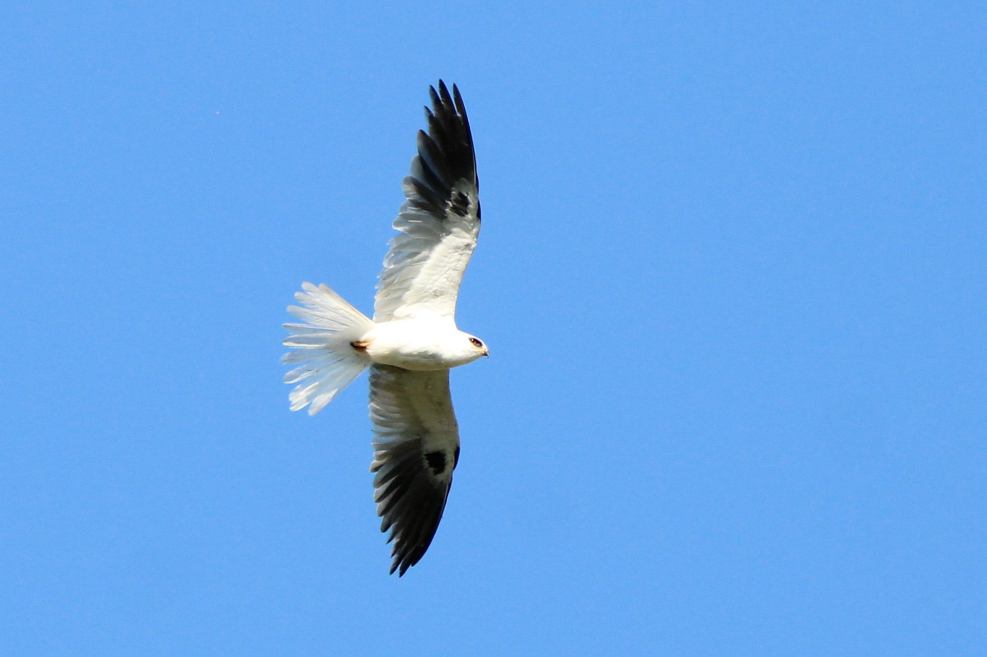 White-tailed Kite - Rotenberger Wildlife Management Area