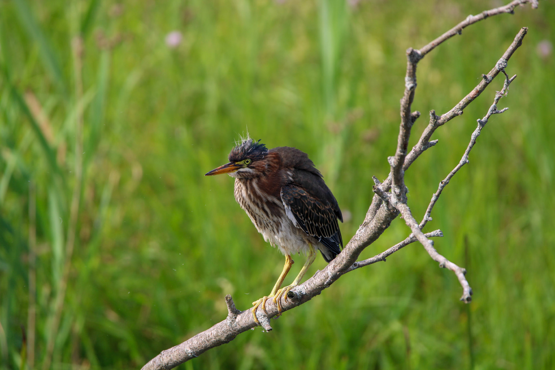Green Heron