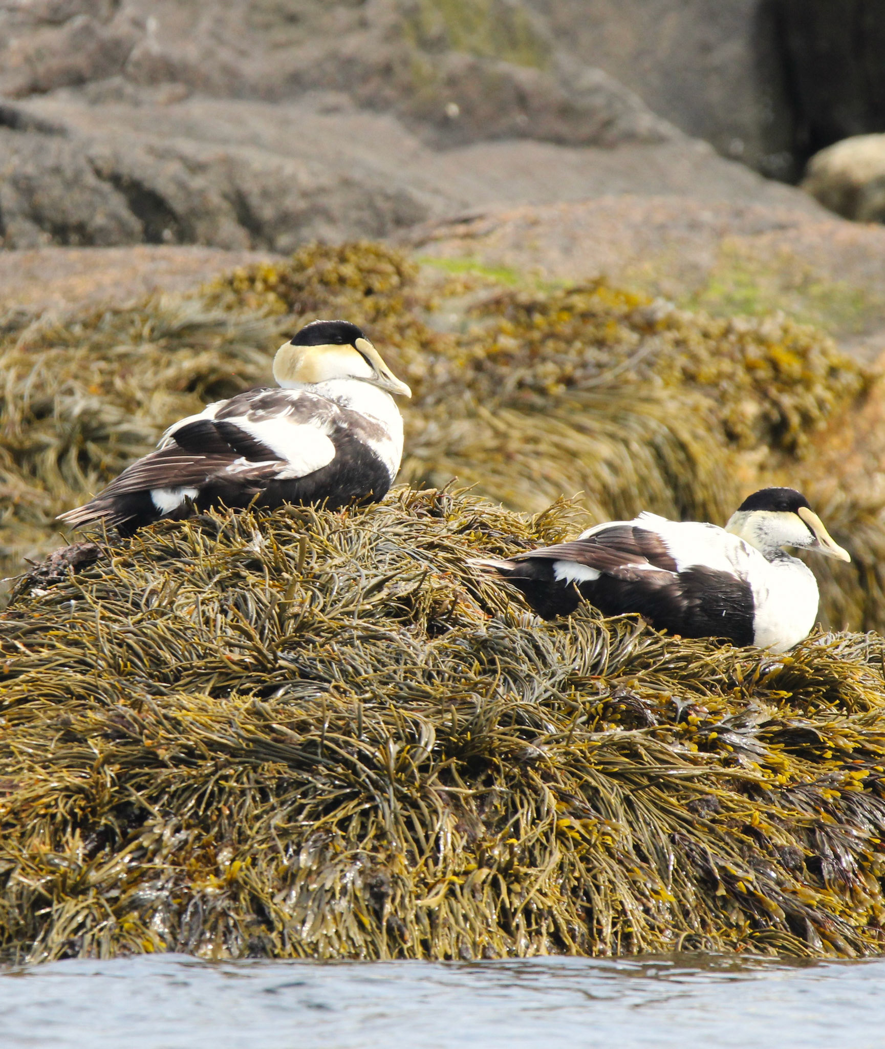 Common Eider