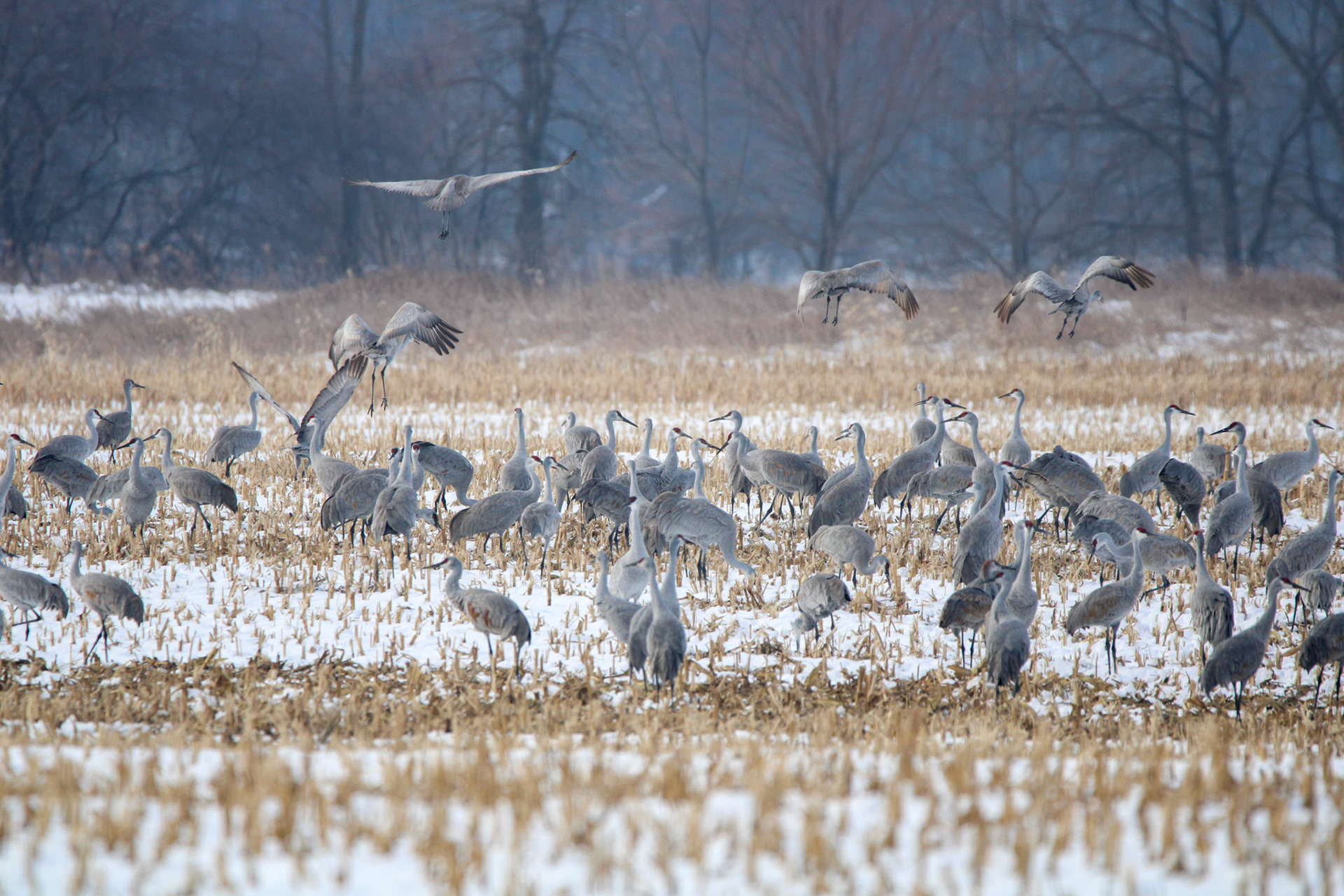 Sandhill Cranes
