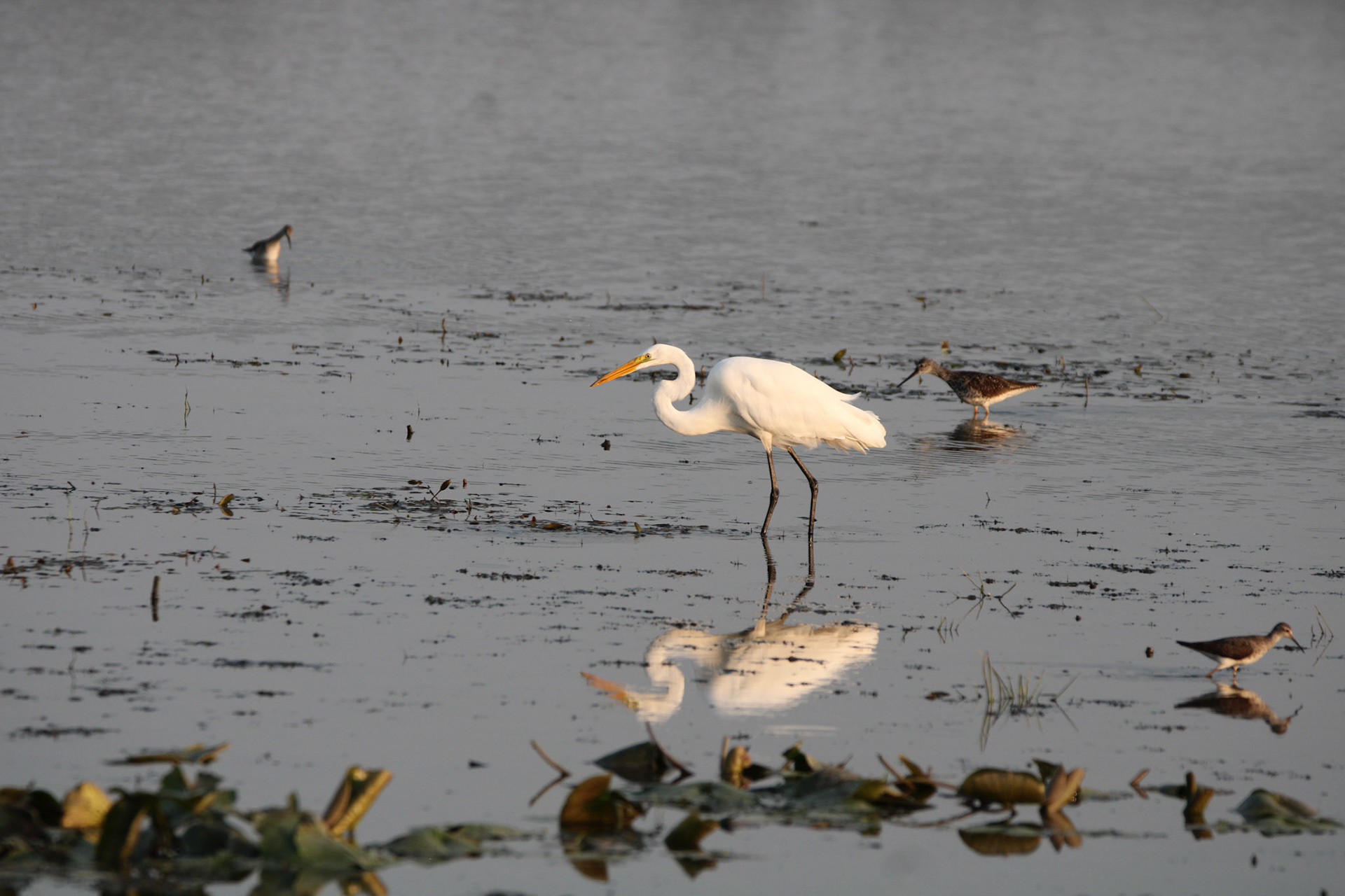 Great Egret