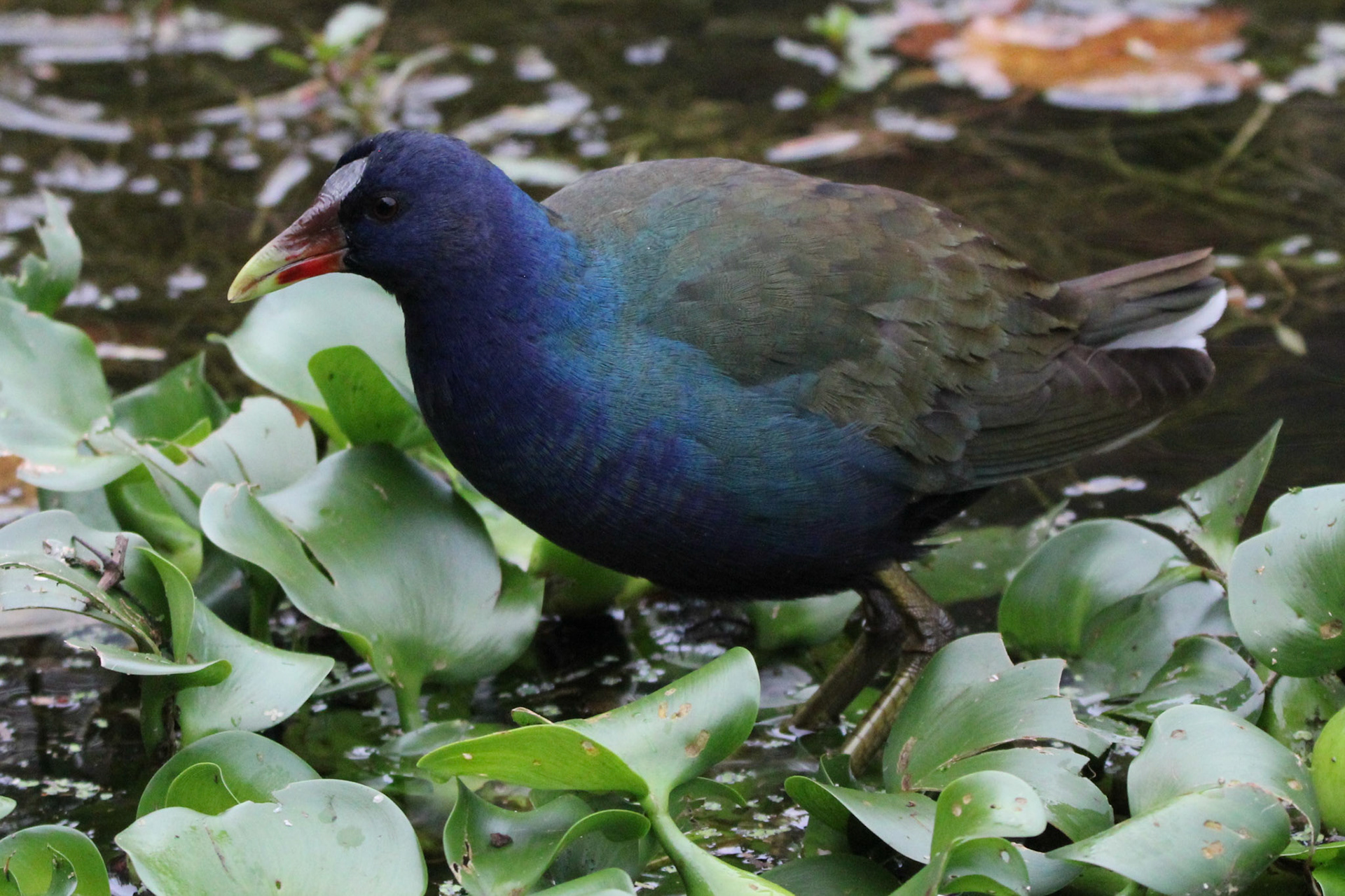 Purple Gallinule