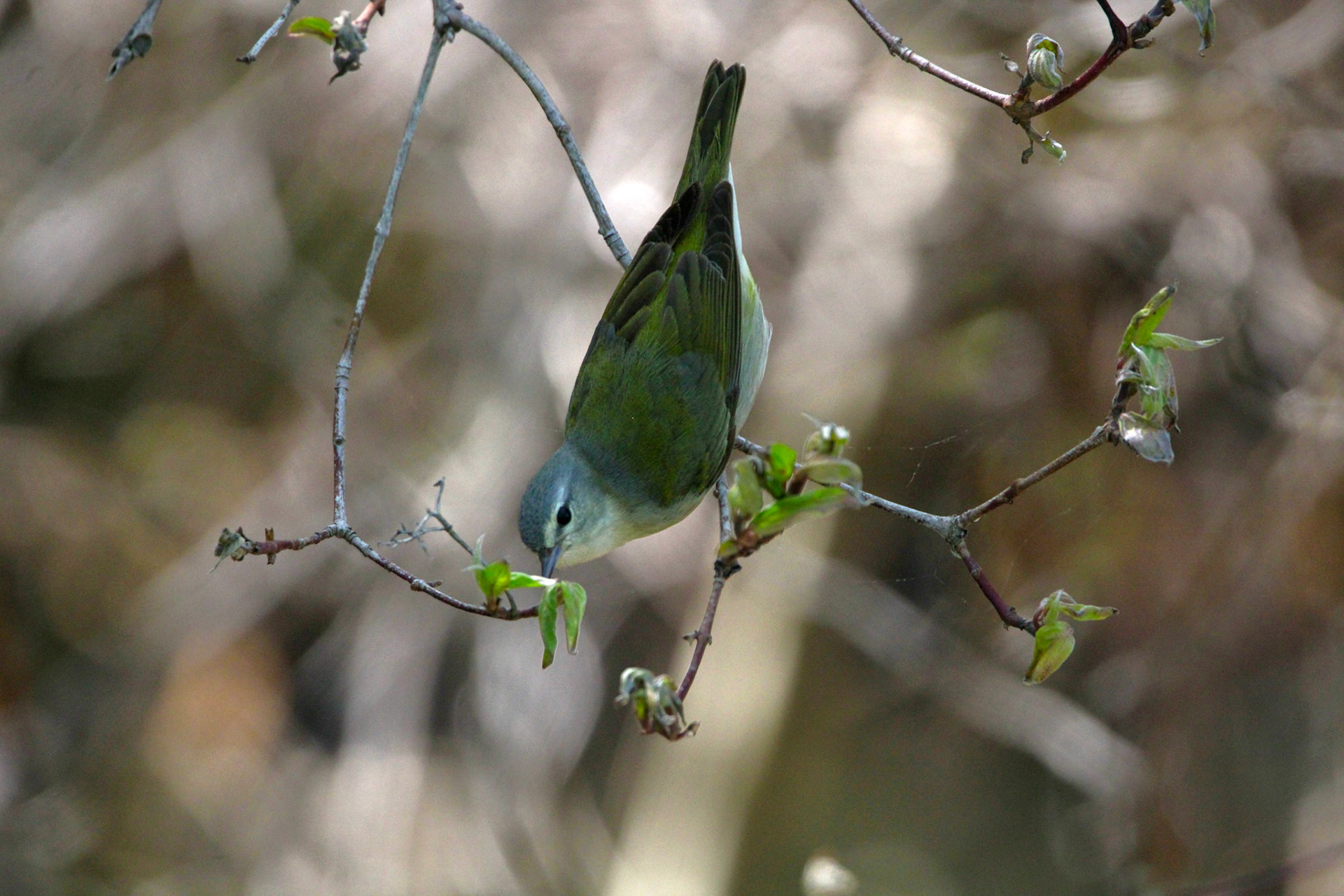Tennessee Warbler