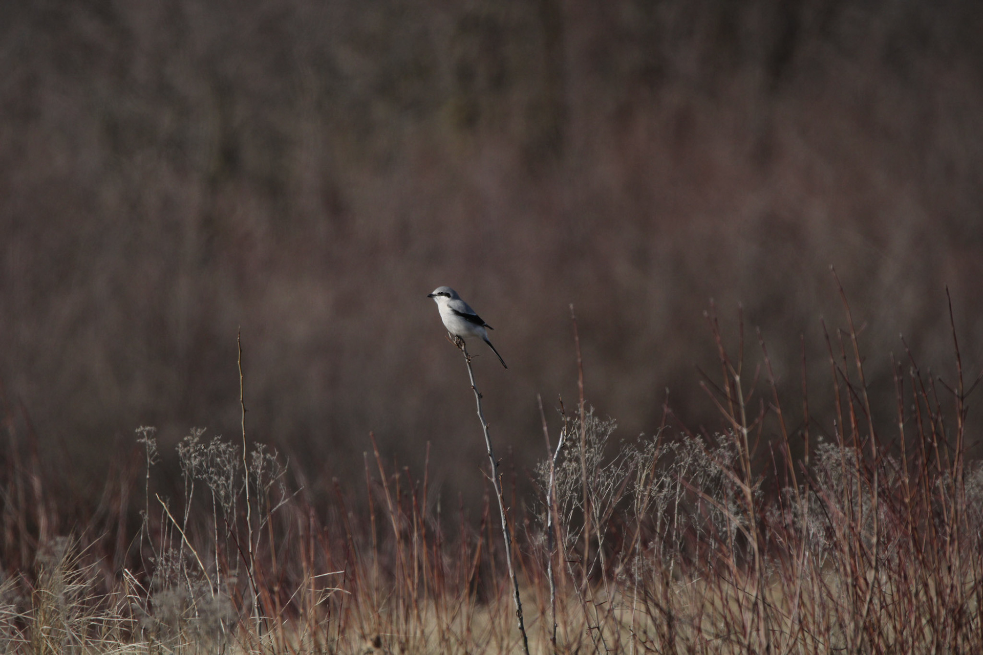Northern Shrike