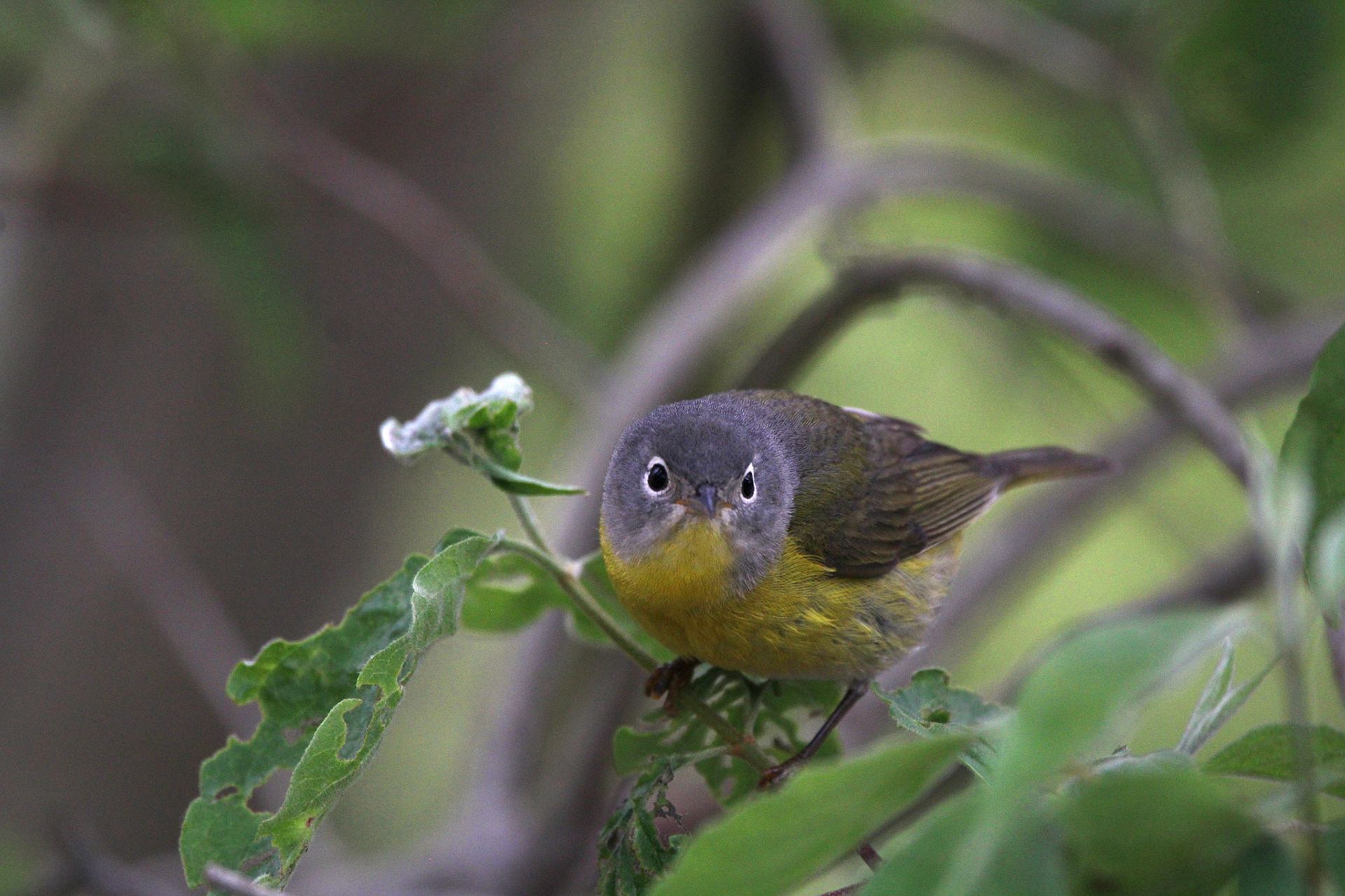 Nashville Warbler