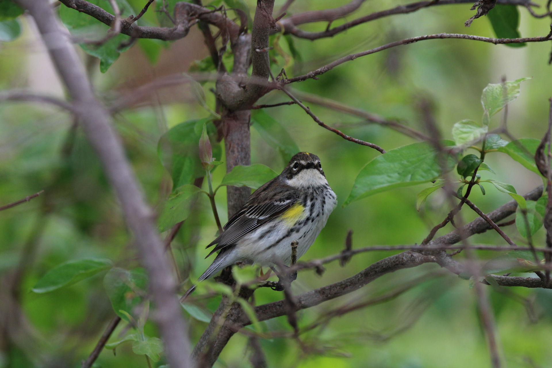 Yellow-rumped Warbler