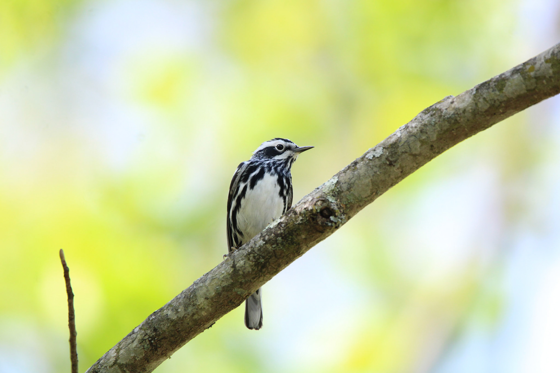 Black-and-White Warbler