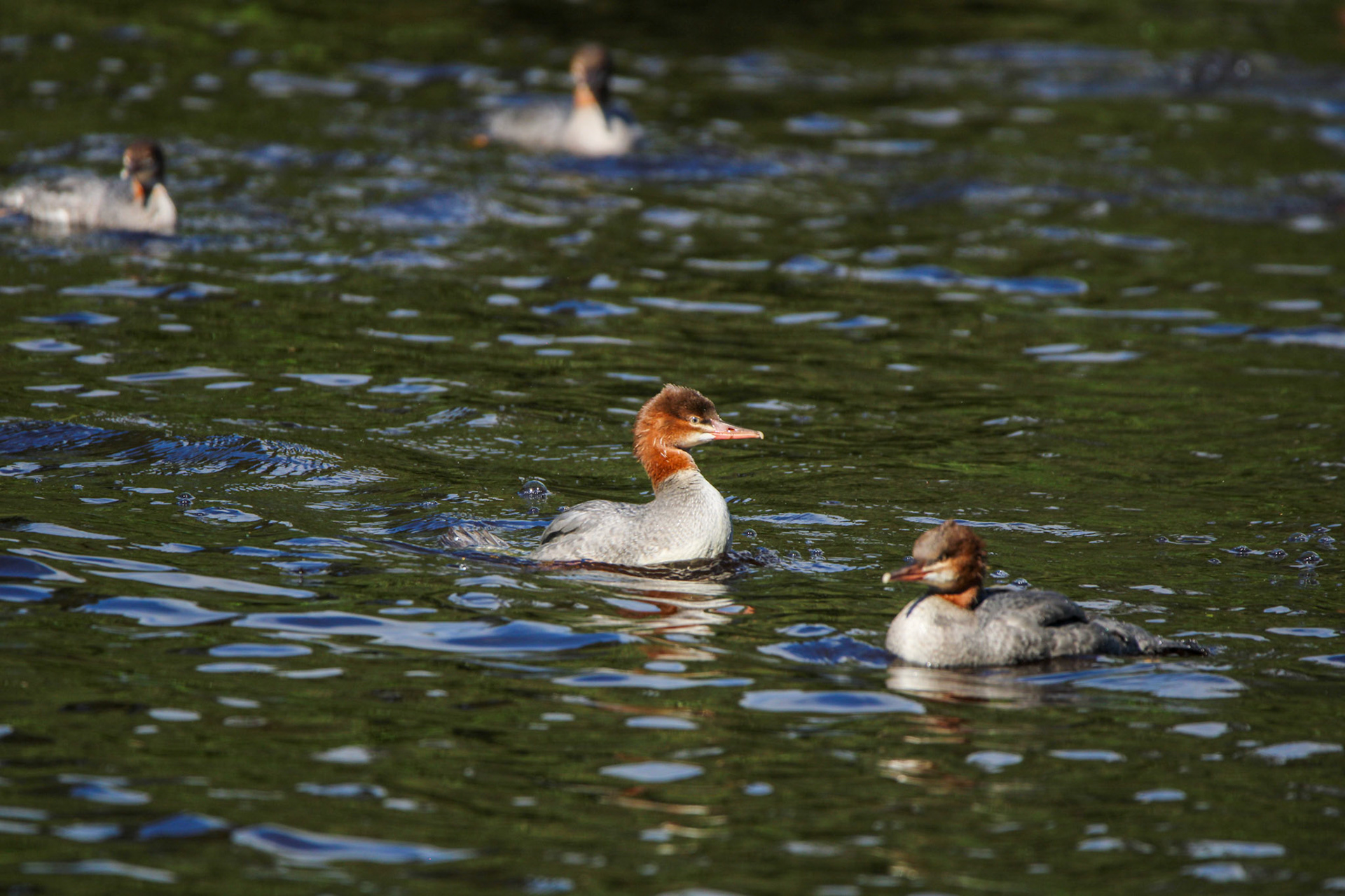 Common Merganser - Isle Royale National Park