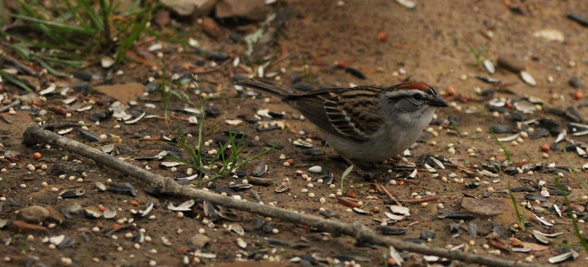 Chipping Sparrow