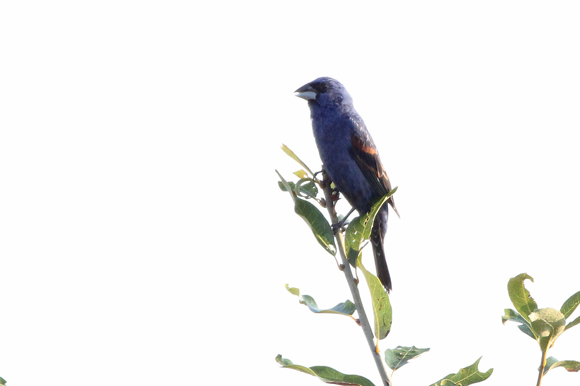 Blue Grosbeak