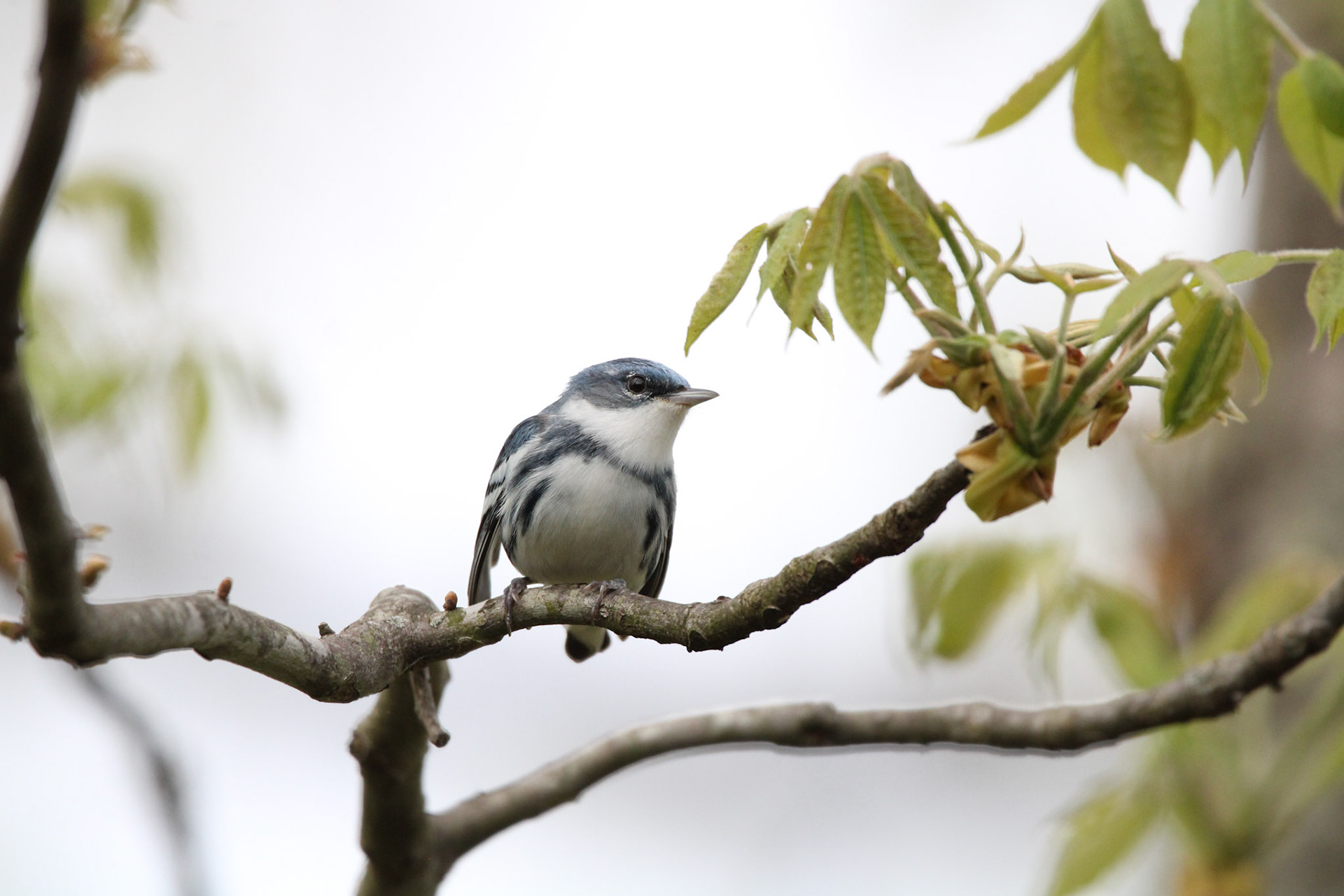 Cerulean Warbler