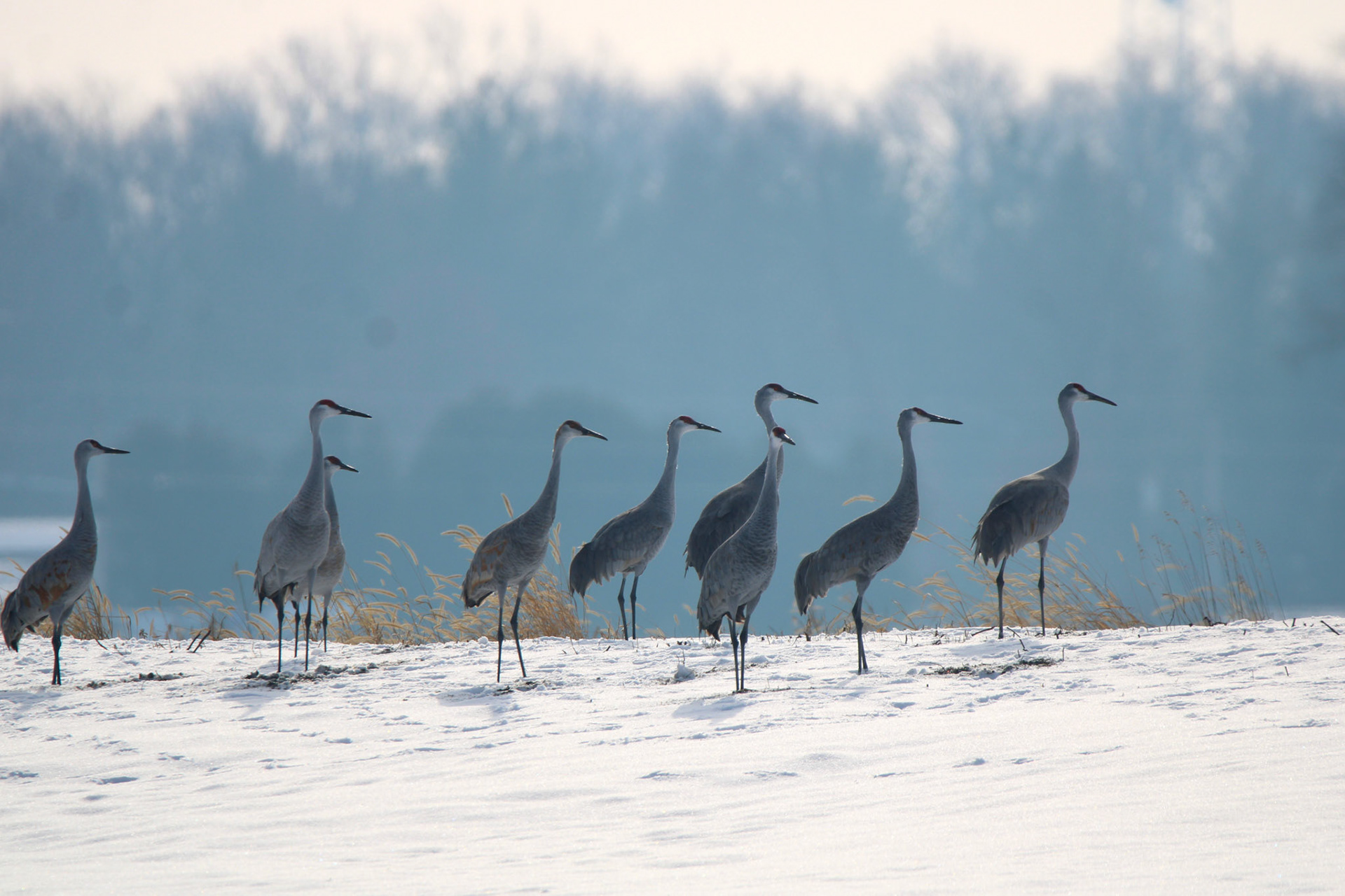 Sandhill Cranes
