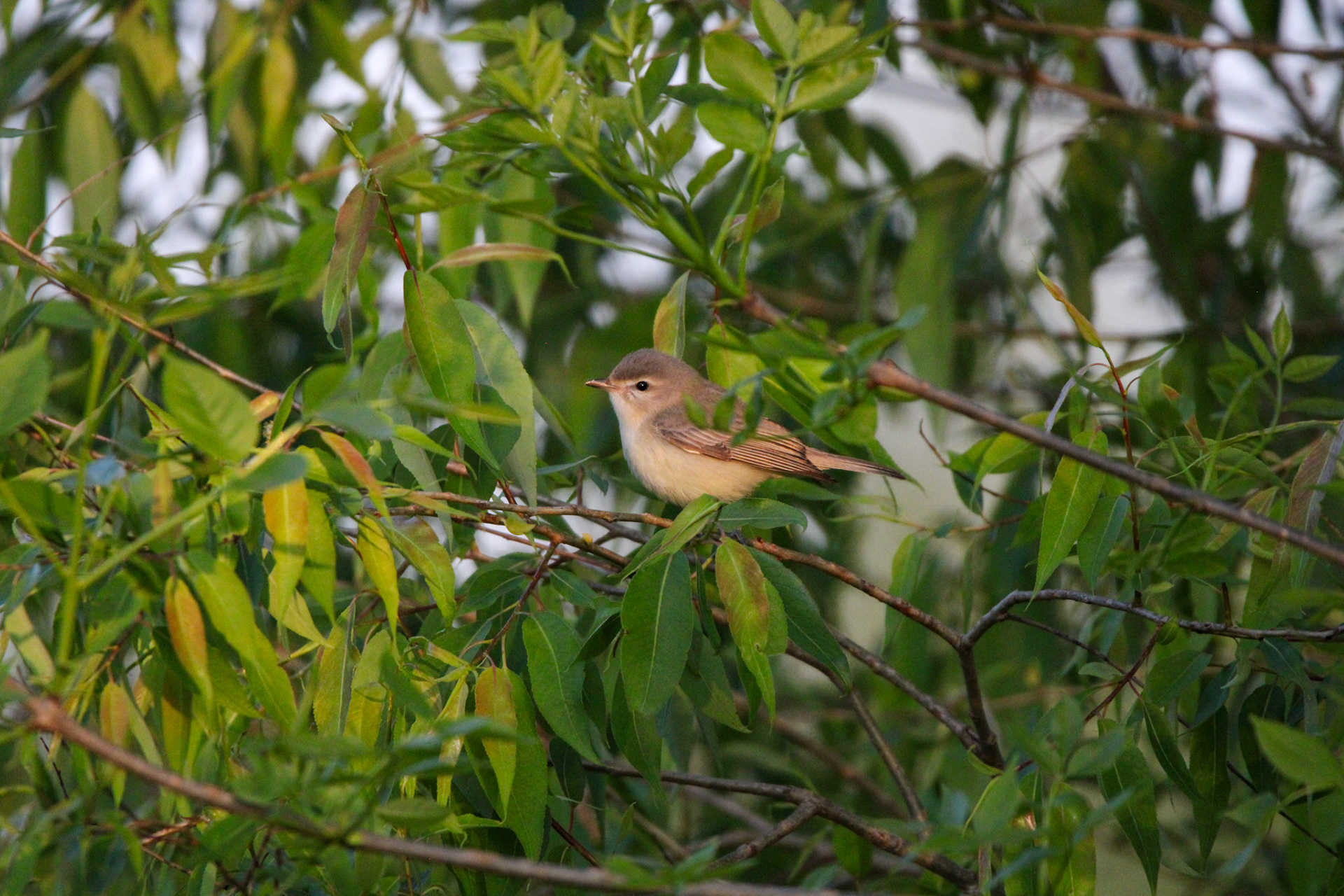 Warbling Vireo