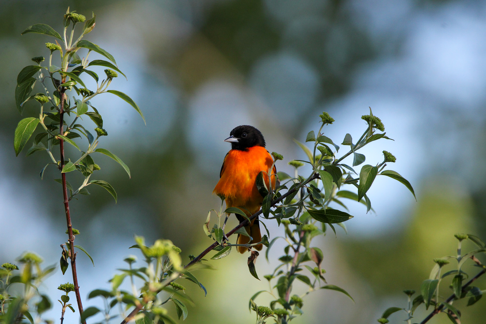 Baltimore Oriole