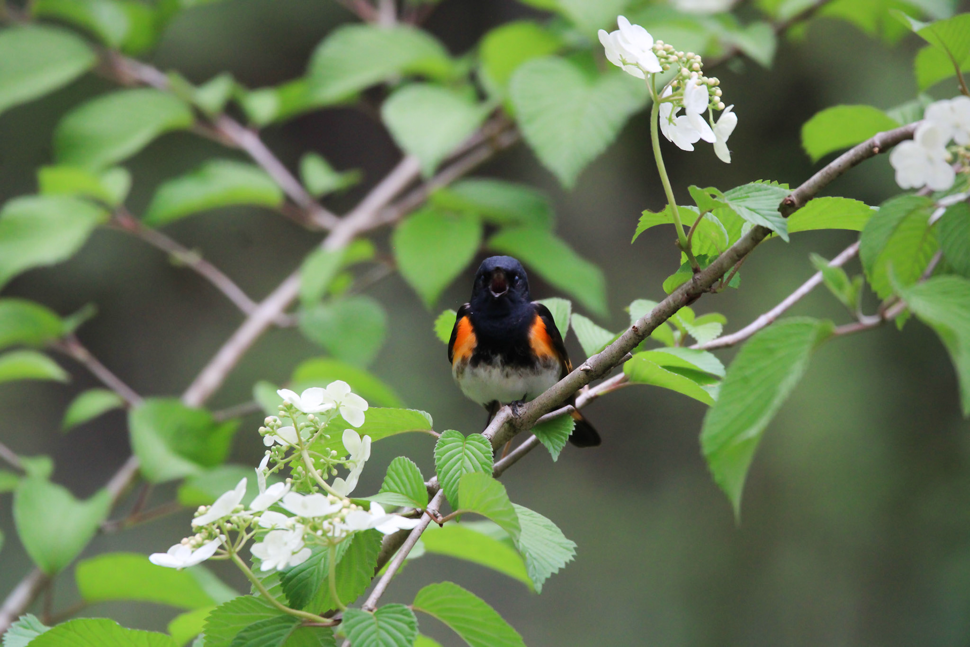 American Redstart