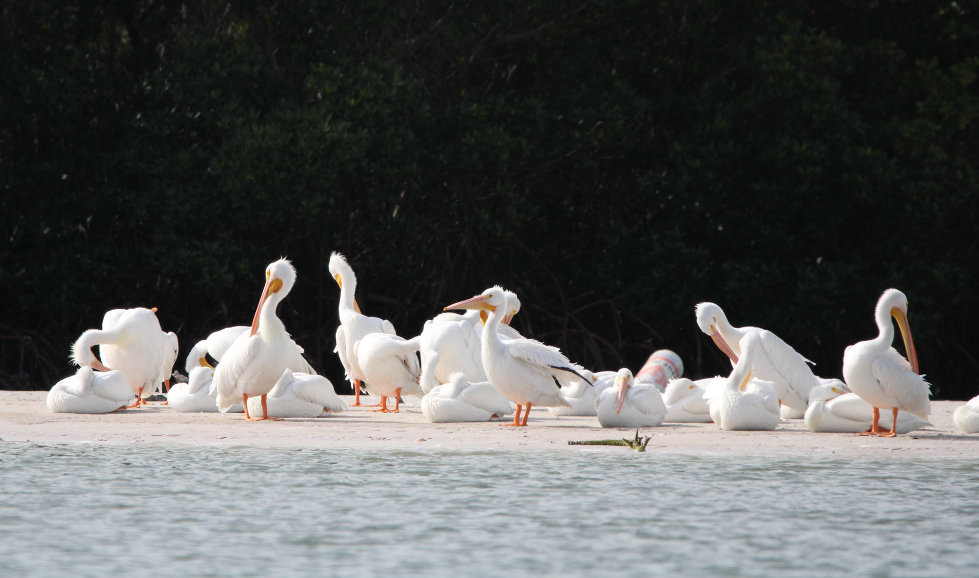American White Pelican