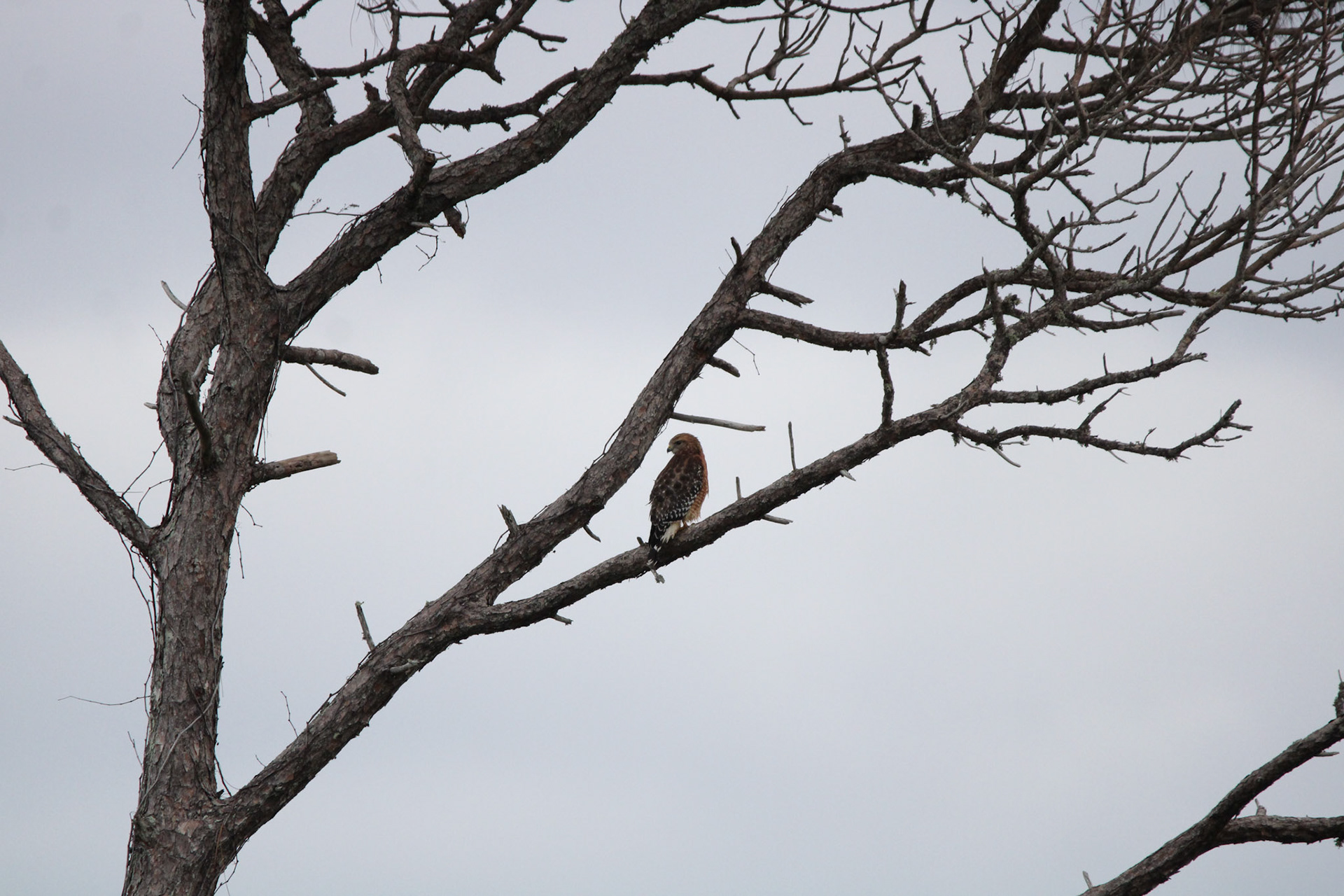 Red-shouldered Hawk