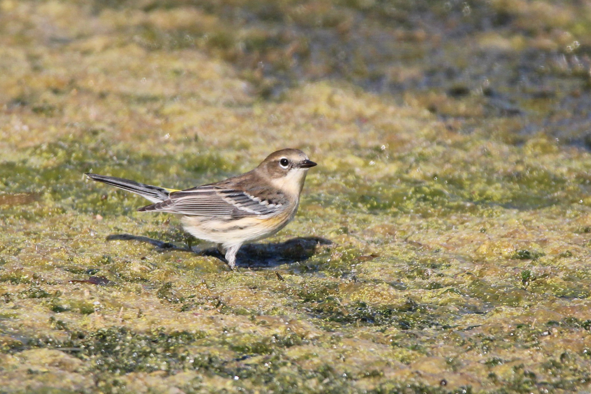 Yellow-rumped Warbler