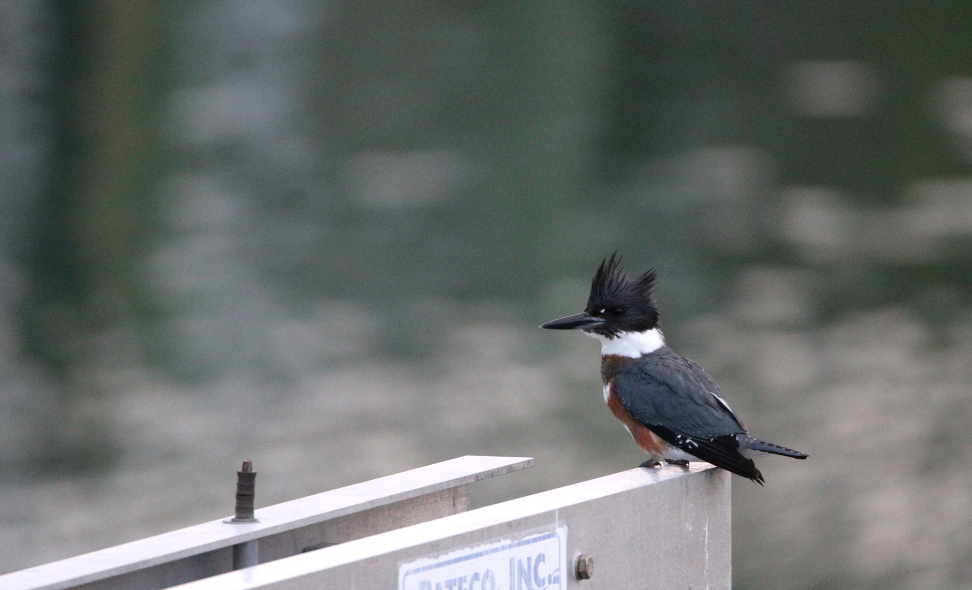Belted Kingfisher