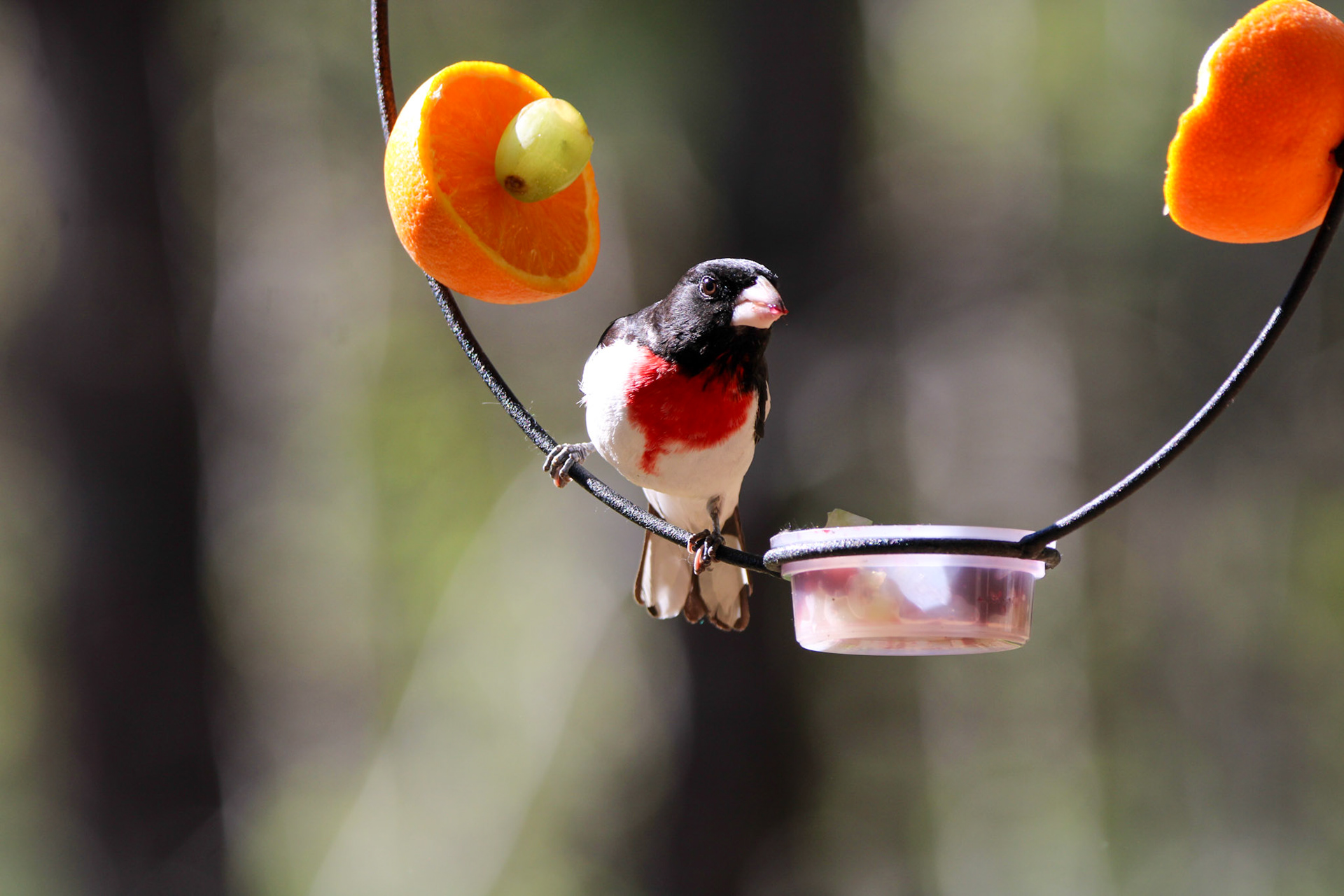 Rose-breasted Grosbeak