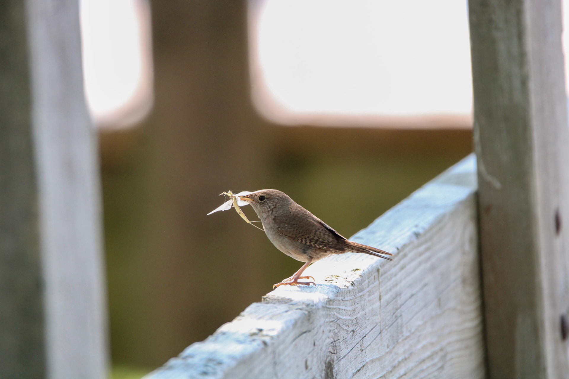 Northern House Wren - Sterling State Park
