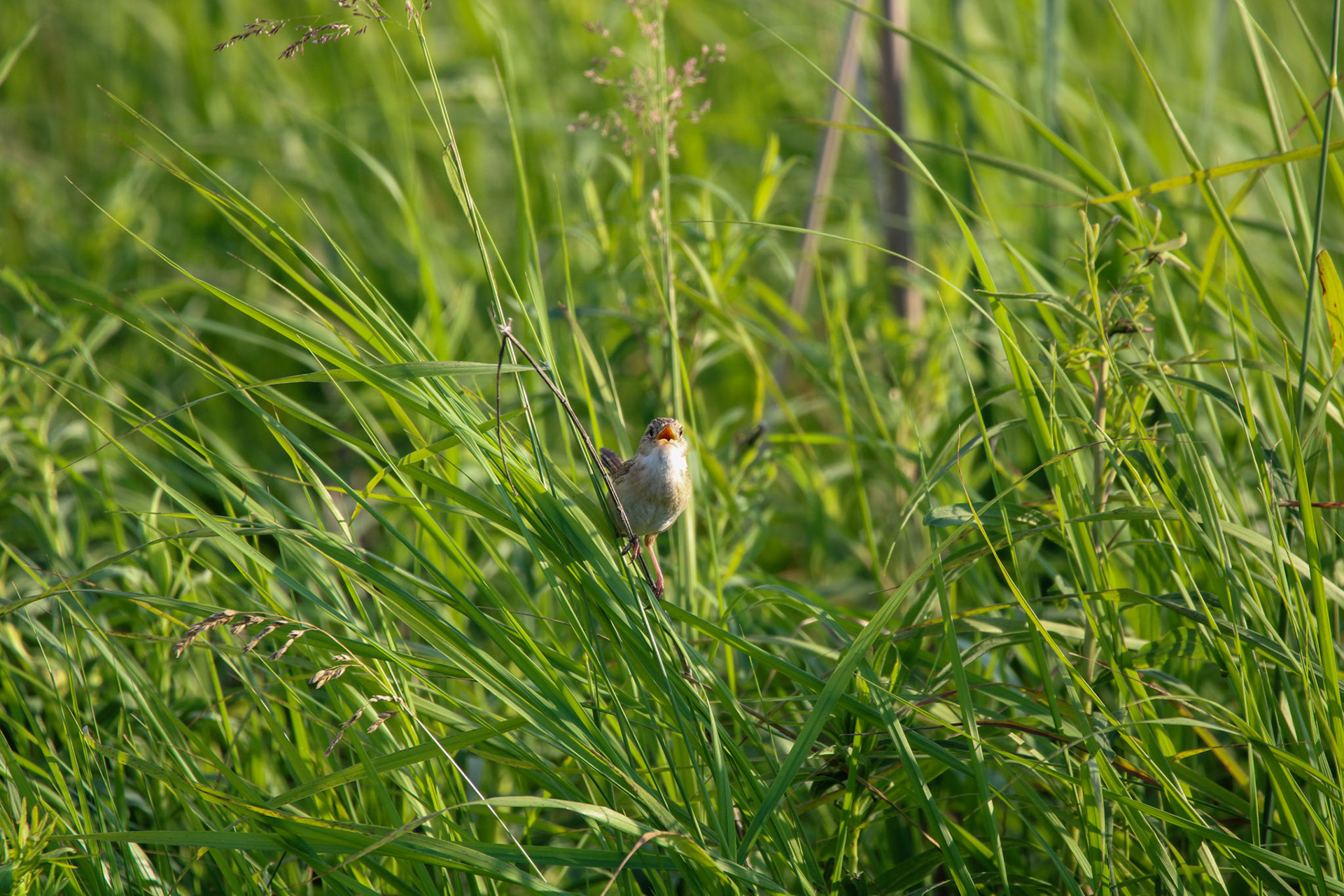 Sedge Wren