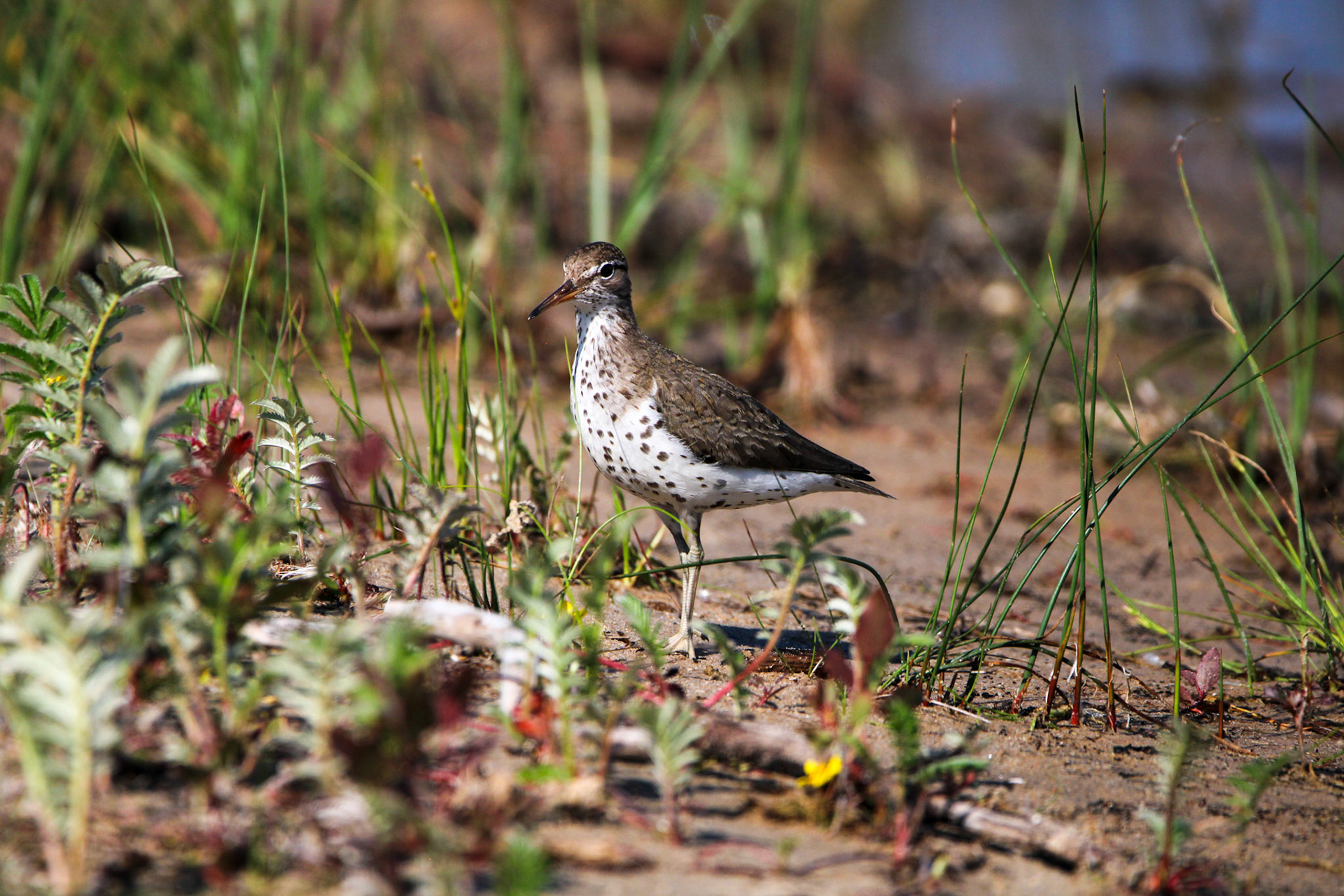 Spotted Sandpiper