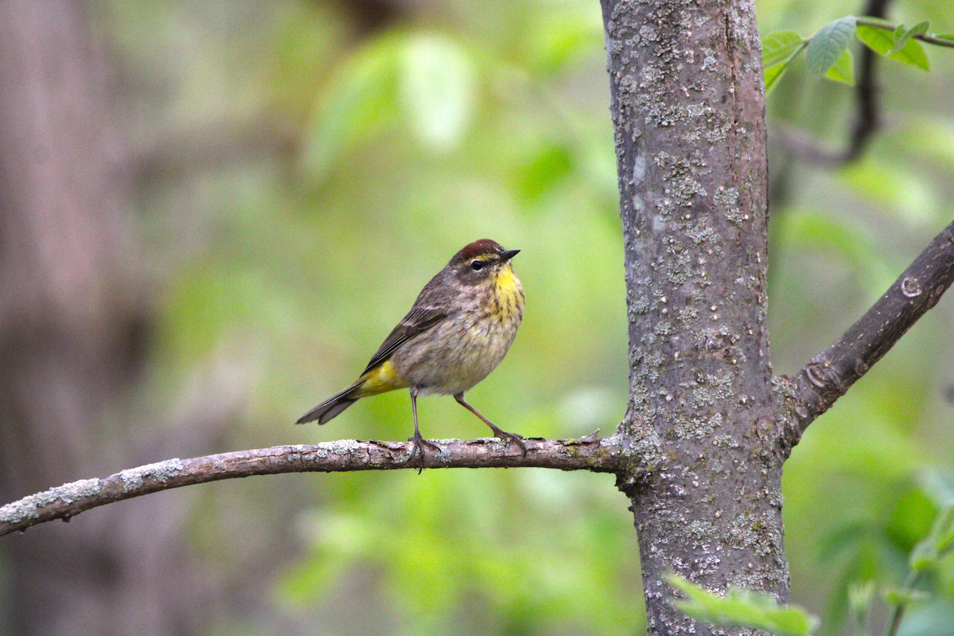Palm Warbler
