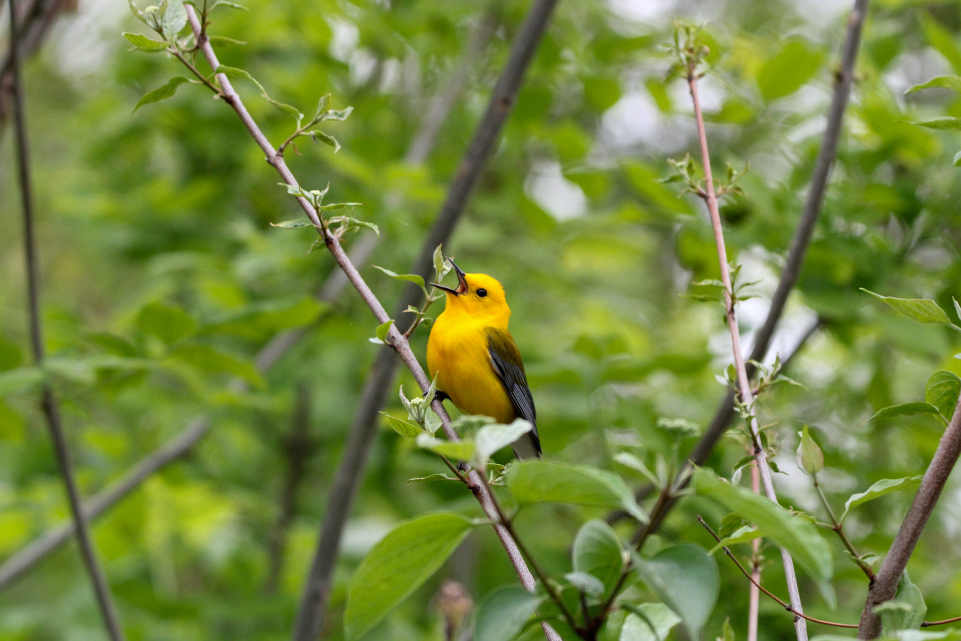 Prothonotary Warbler
